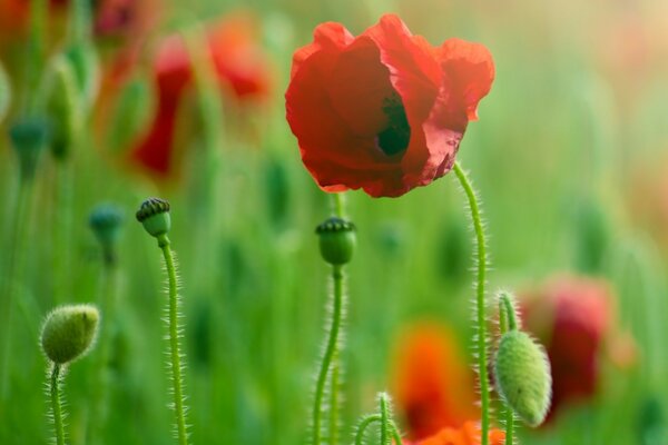 Makrofotografie. Rote Mohnblumen auf dem Feld