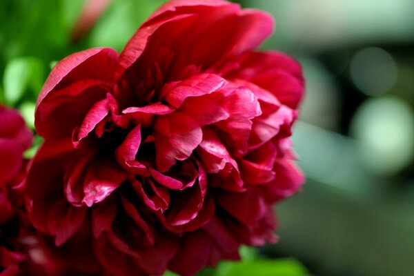 Fleur rouge gros plan