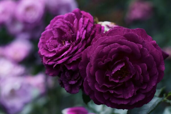 Purple flowers like velvet