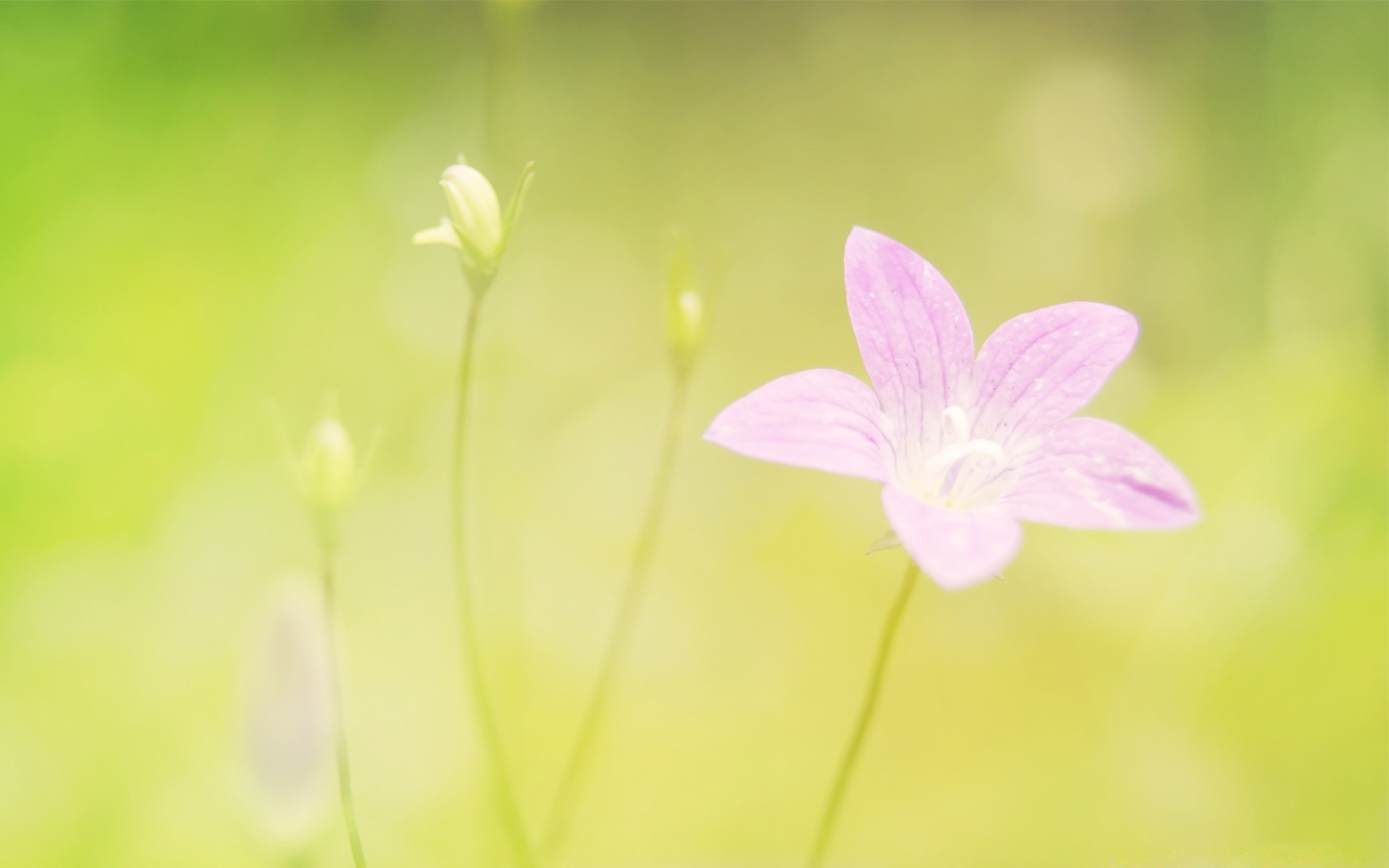 flowers flower nature summer flora bright leaf blur growth garden delicate petal grass