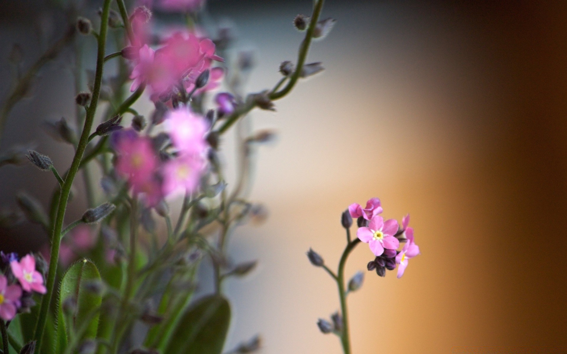 flowers flower nature summer flora leaf growth delicate bright blur fair weather