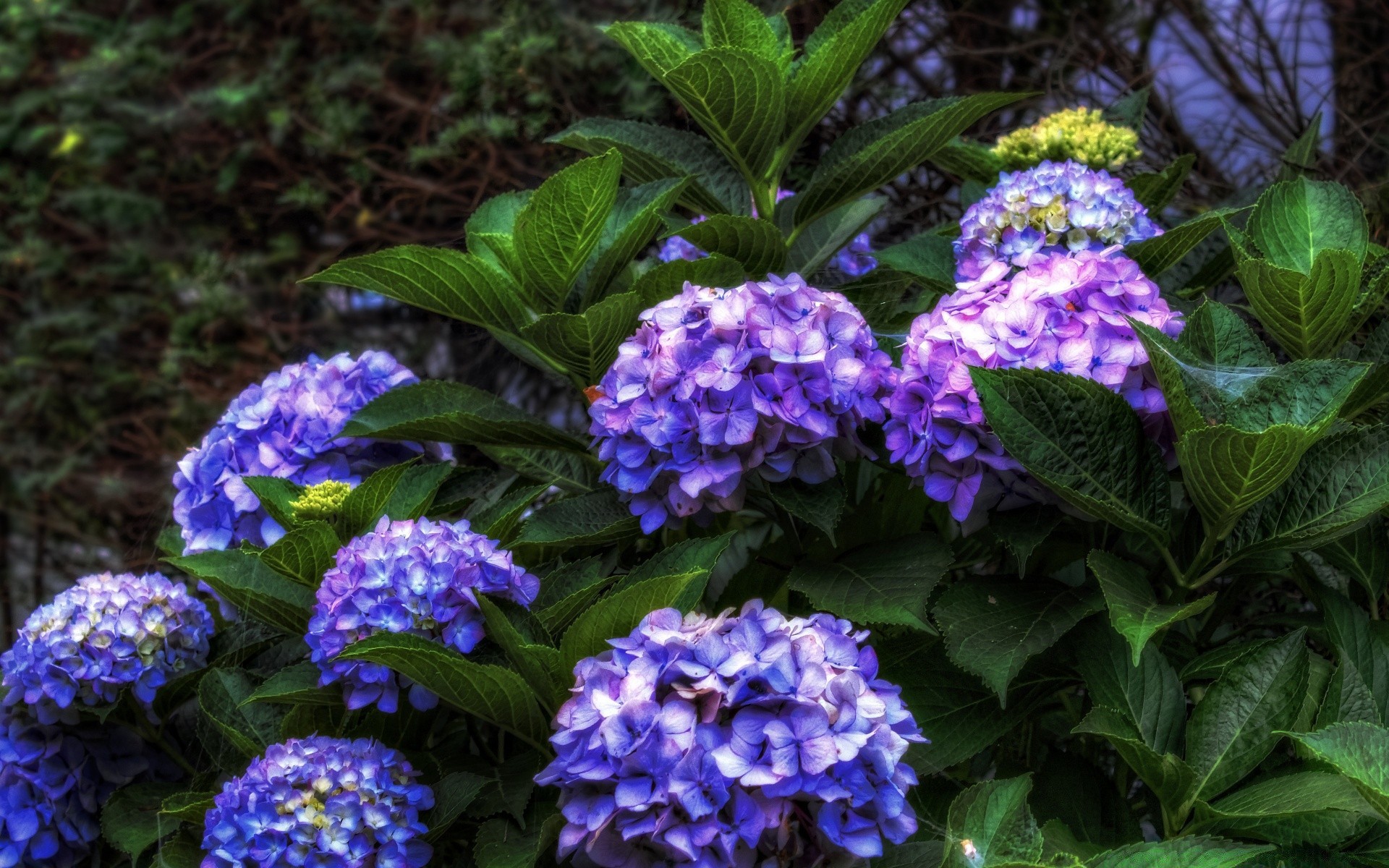 fleurs feuille fleur nature flore jardin été floral couleur lumineux bluming pétale à l extérieur saison belle croissance décoration