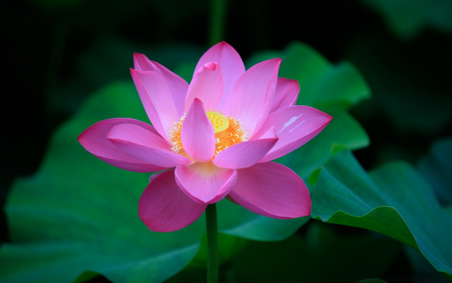 kwiaty lotos liść kwiat flora natura tropikalny lato bluming lily basen ogród egzotyczny płatek wodny piękny lilia wodna święty botaniczny zbliżenie