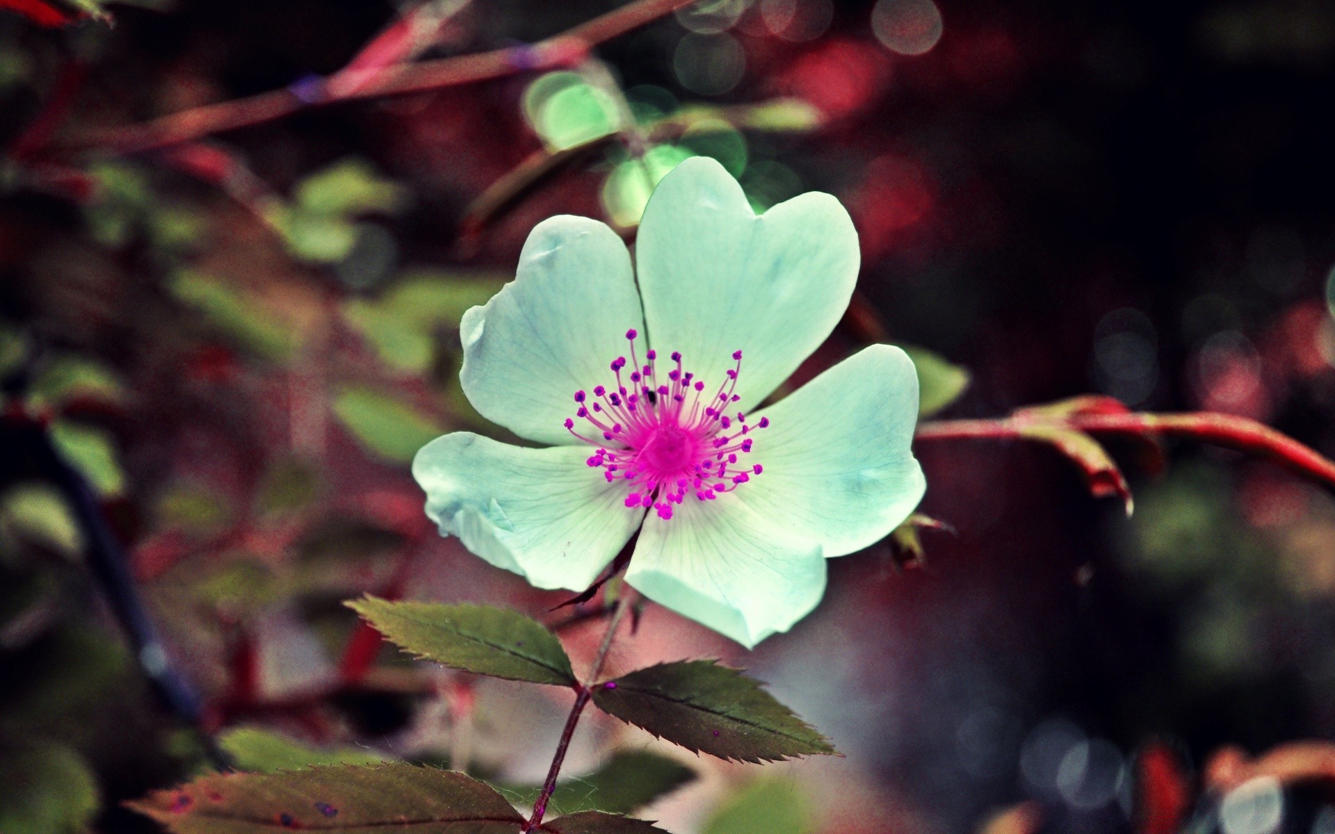 花 花 叶 自然 植物 花园 花卉 明亮 户外