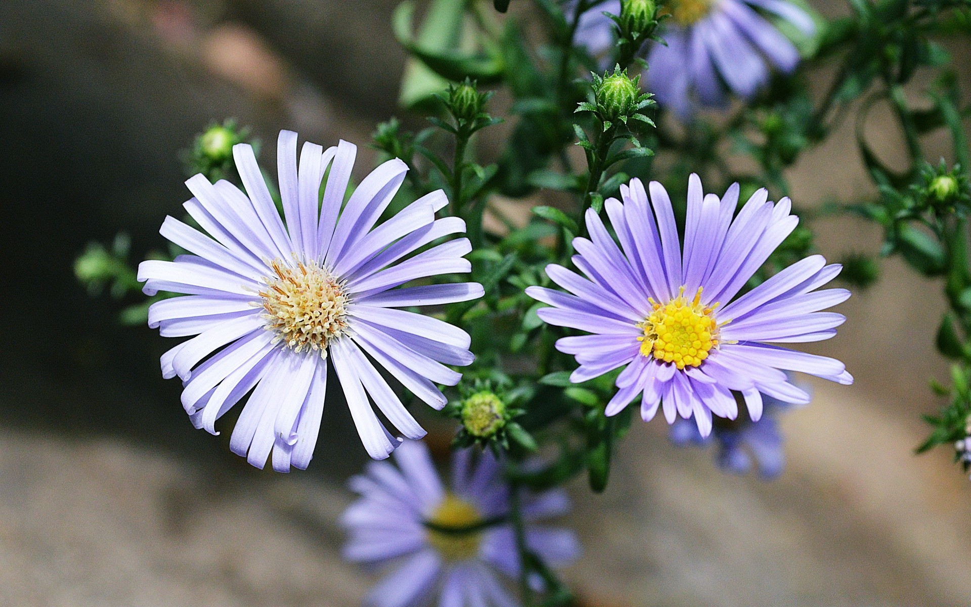 flores natureza flor flora verão jardim pétala blooming floral brilhante temporada cor folha close-up ao ar livre bela