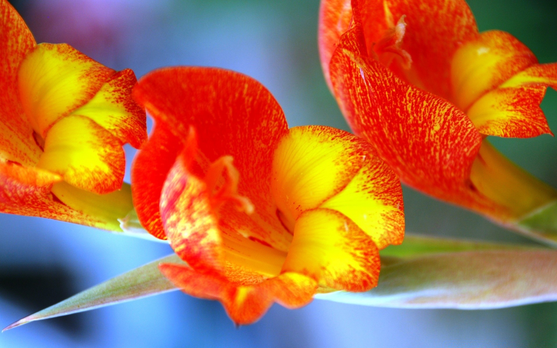 çiçekler çiçek doğa flora yaprak tropikal parlak bahçe renk narin yaz güzel petal çiçek yakın çekim çiçeklenme bulanıklık egzotik açık havada