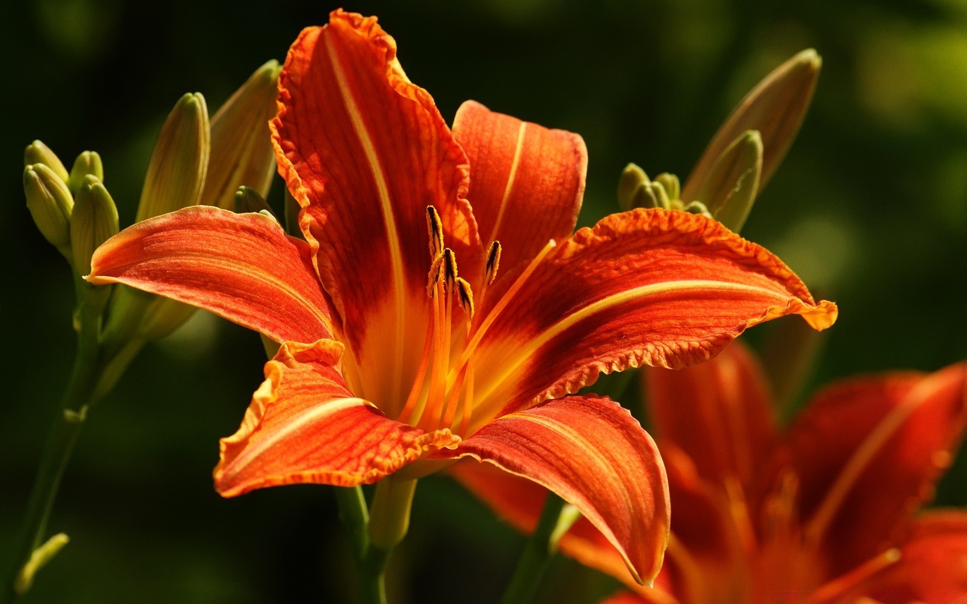 flowers flower nature lily flora garden petal floral leaf summer color outdoors growth pollen bright blooming delicate