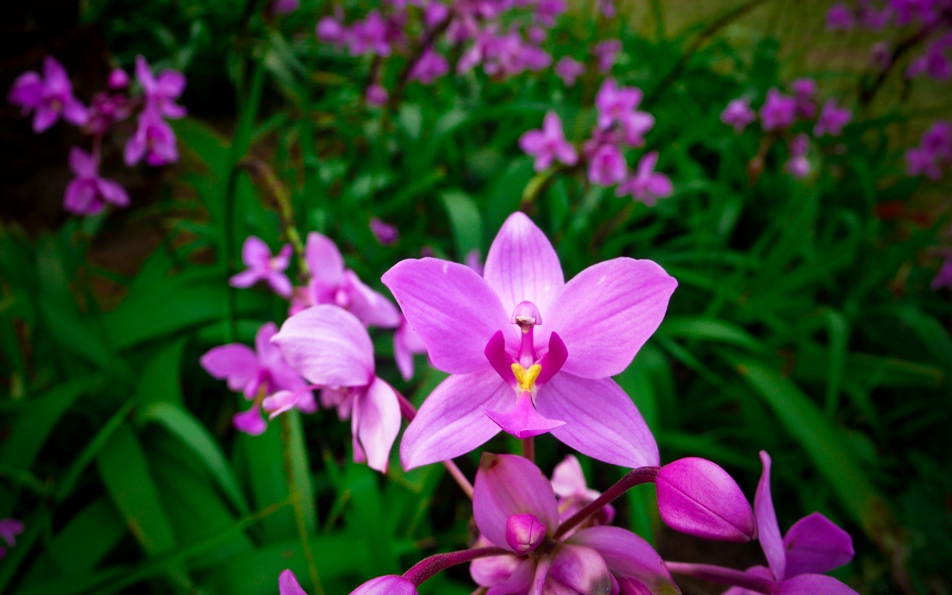 fiori fiore natura flora giardino fiore petalo foglia floreale estate bella colore tropicale crescita luminoso