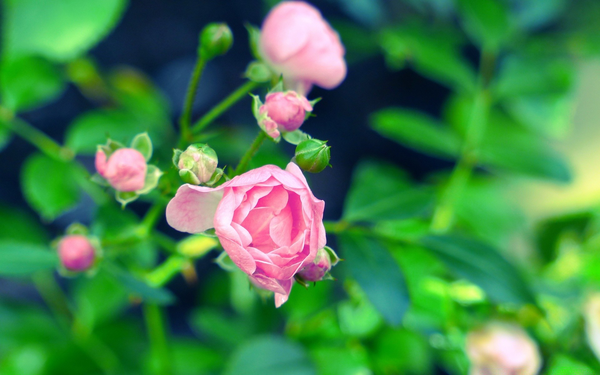 blumen blume natur blatt garten flora sommer blumen farbe rose blühen schließen schön hell wachstum blütenblatt strauch botanisch im freien park