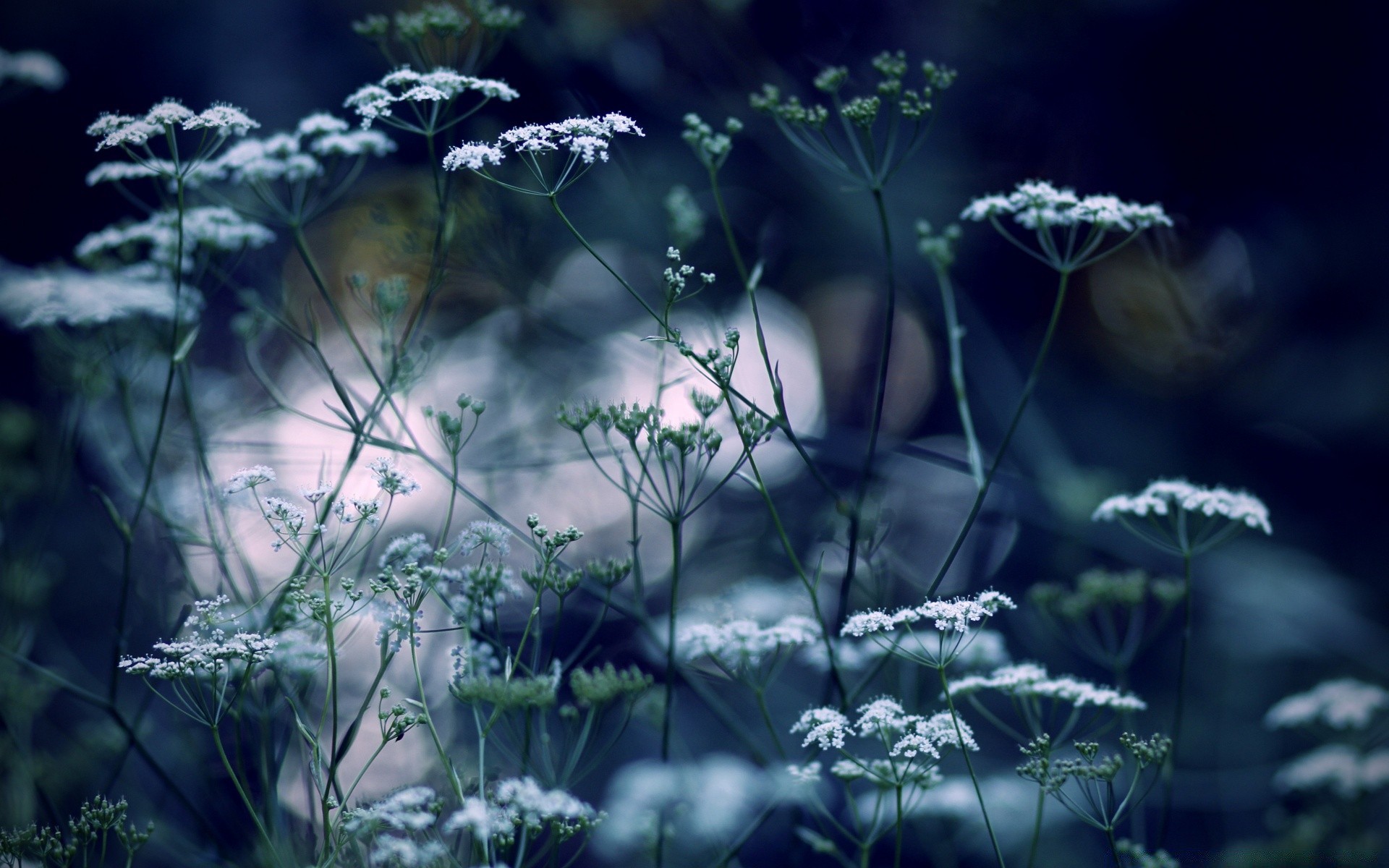 flowers nature flower flora leaf grass season outdoors wild environment garden desktop summer growth