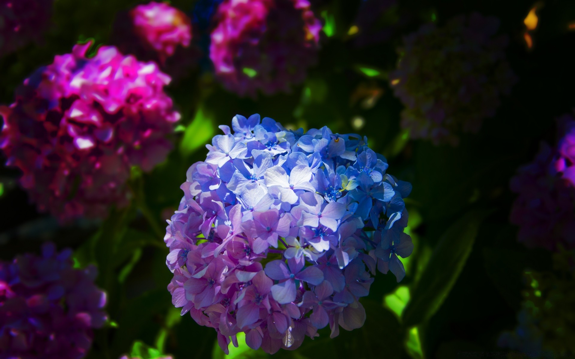 flowers flower nature flora garden summer leaf petal blooming floral color bright decoration growth outdoors beautiful