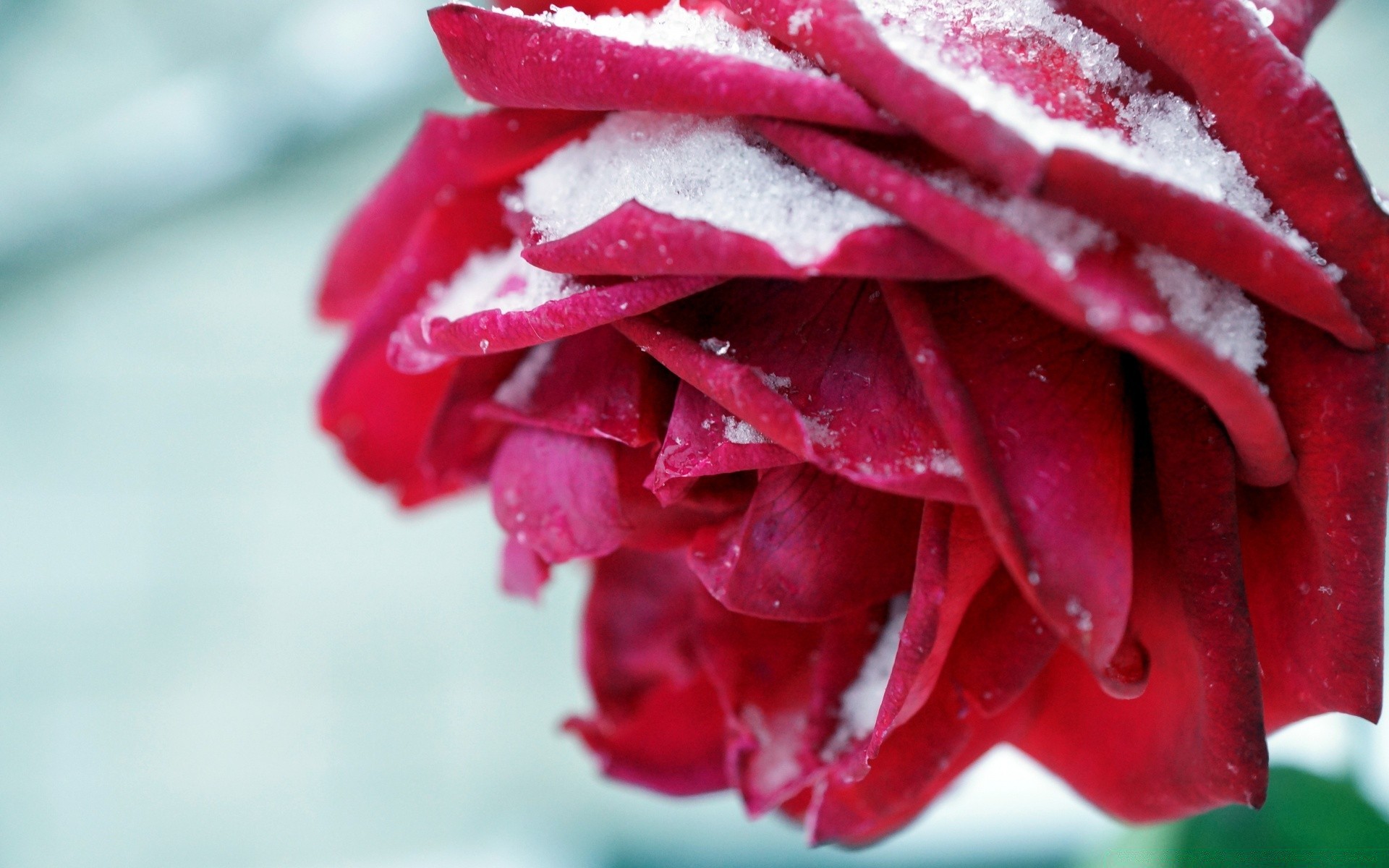 fiori natura foglia fiore estate rosa luminoso inverno