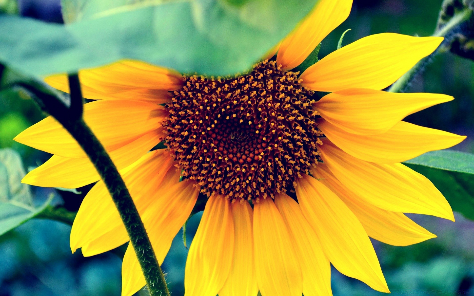 fleurs nature flore fleur été feuille tournesol lumineux pétale jardin à l extérieur croissance floral bluming