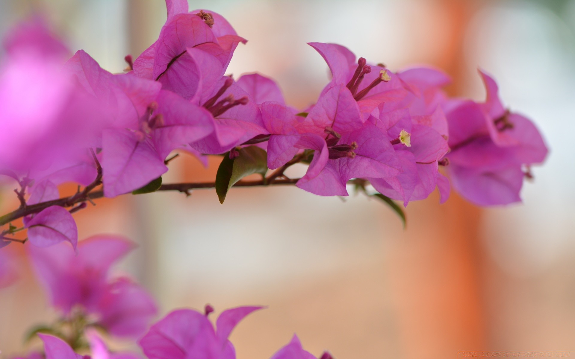 kwiaty natura kwiat flora liść lato ogród jasny płatek kolor bluming kwiatowy piękny wzrost delikatny