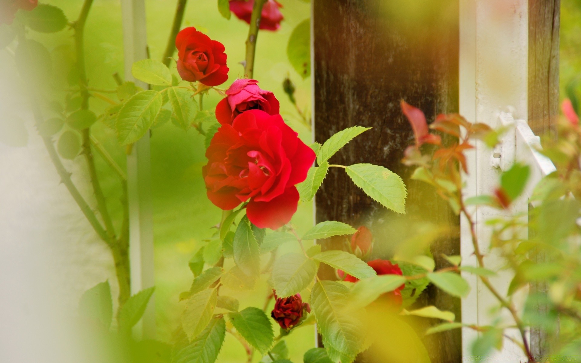 çiçekler çiçek doğa yaprak flora bahçe yaz çiçek renk dekorasyon parlak güzel gül çiçeklenme buket romantizm taçyaprağı sezon aşk büyüme