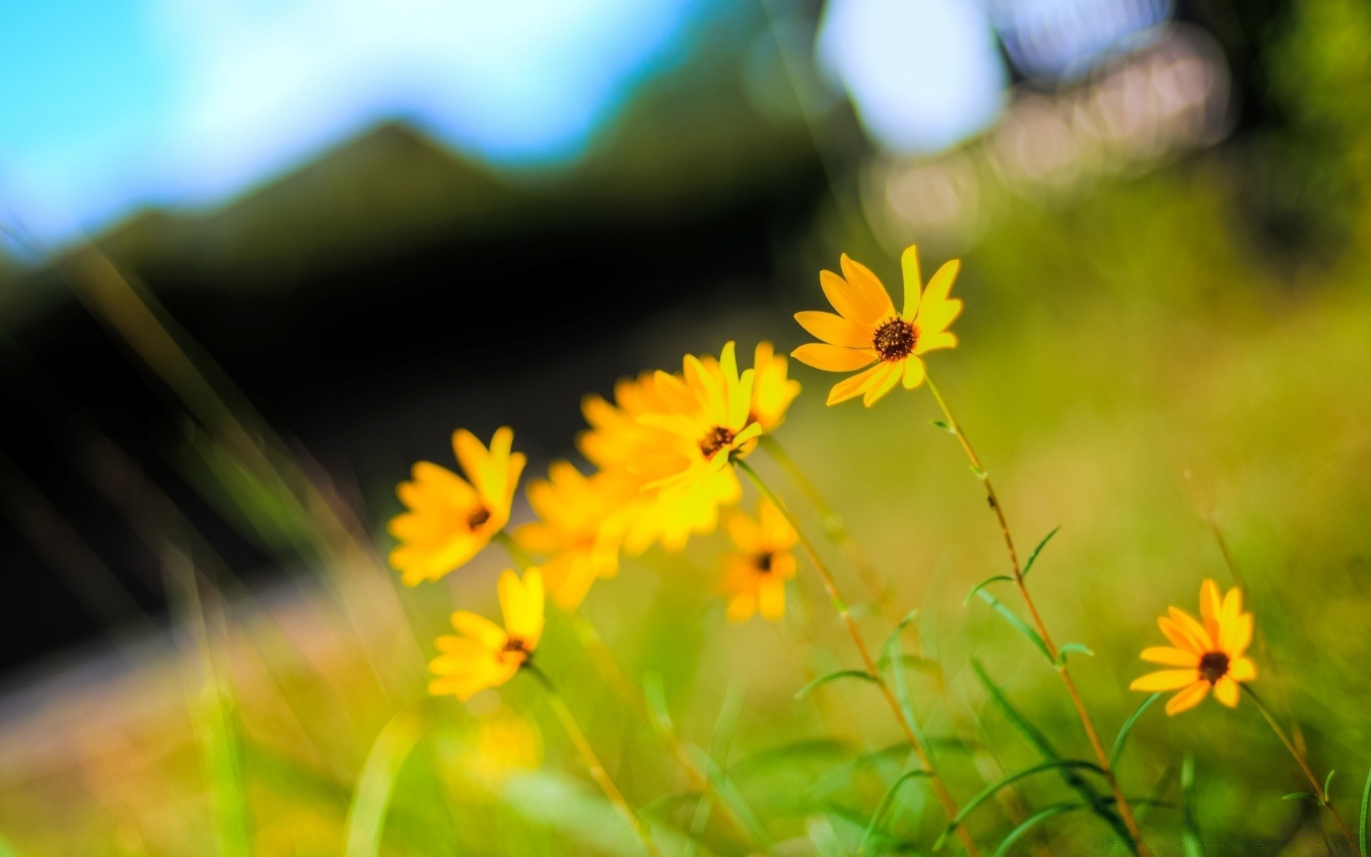 flowers nature flower field summer flora grass hayfield sun fair weather garden outdoors leaf color blur growth bright close-up dof beautiful