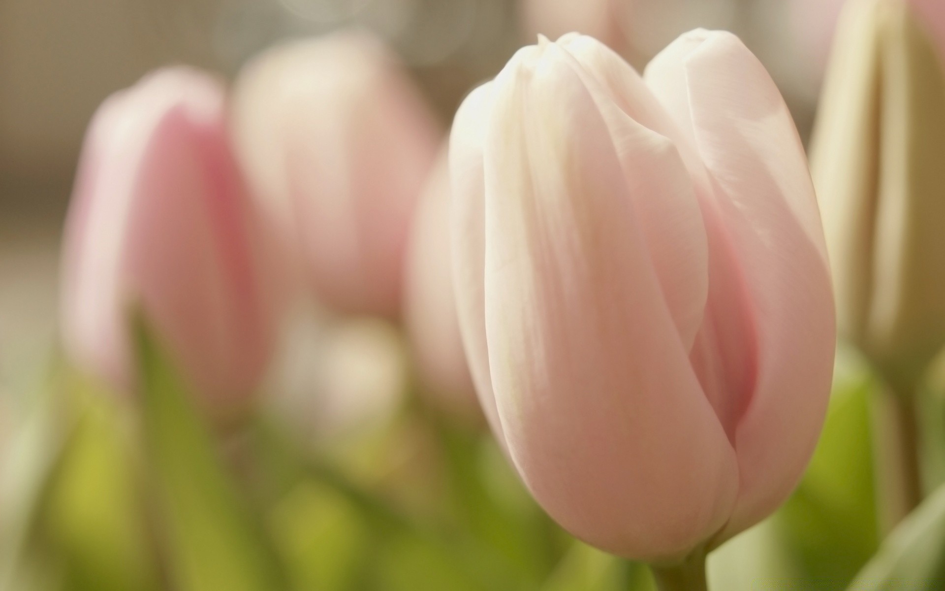 flowers tulip flower nature easter love flora romance bright summer color leaf floral beautiful garden bouquet gift elegant delicate petal