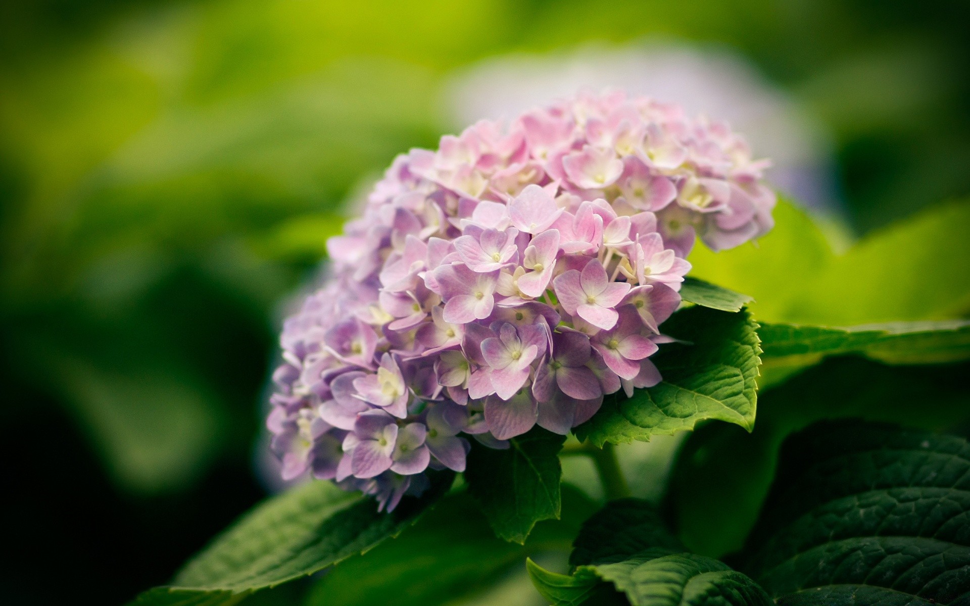 kwiaty natura liść flora kwiat ogród zbliżenie lato płatek bluming kwiatowy kolor sezon piękny odkryty botaniczny wzrost park środowisko w pobliżu