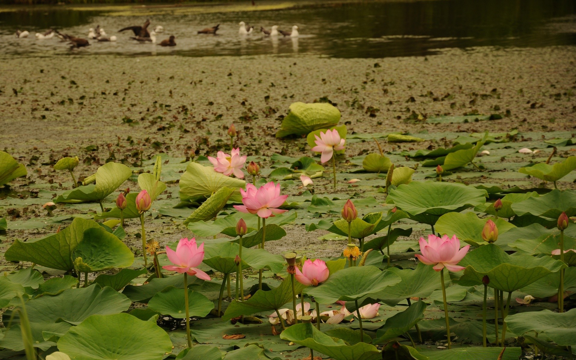 flowers pool lotus flower lily leaf flora blooming aquatic garden lake park beautiful floral nature tropical summer water peace waterlily environment