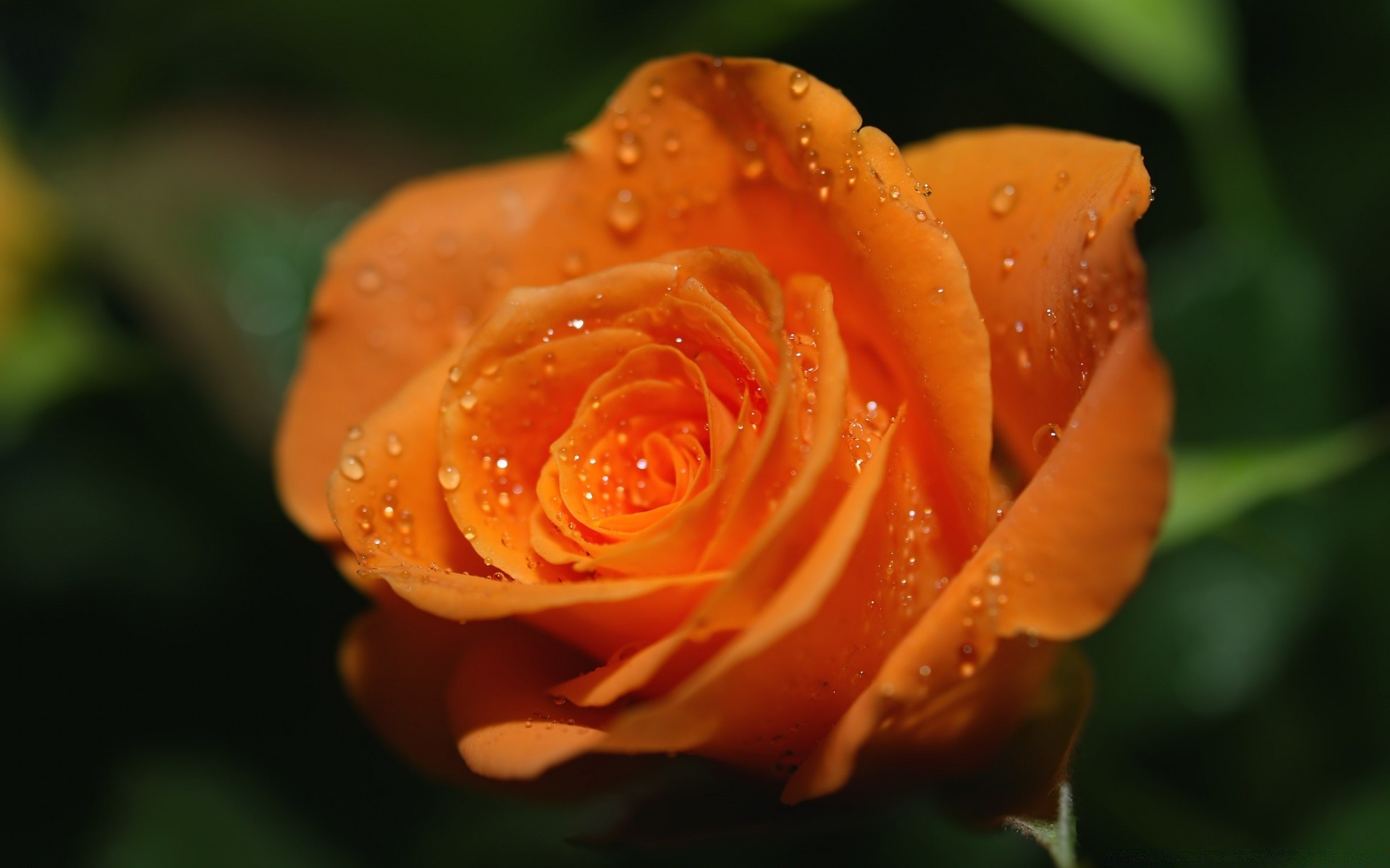 fleurs rose fleur nature feuille rosée pétale flore romance amour floral jardin bluming à l extérieur