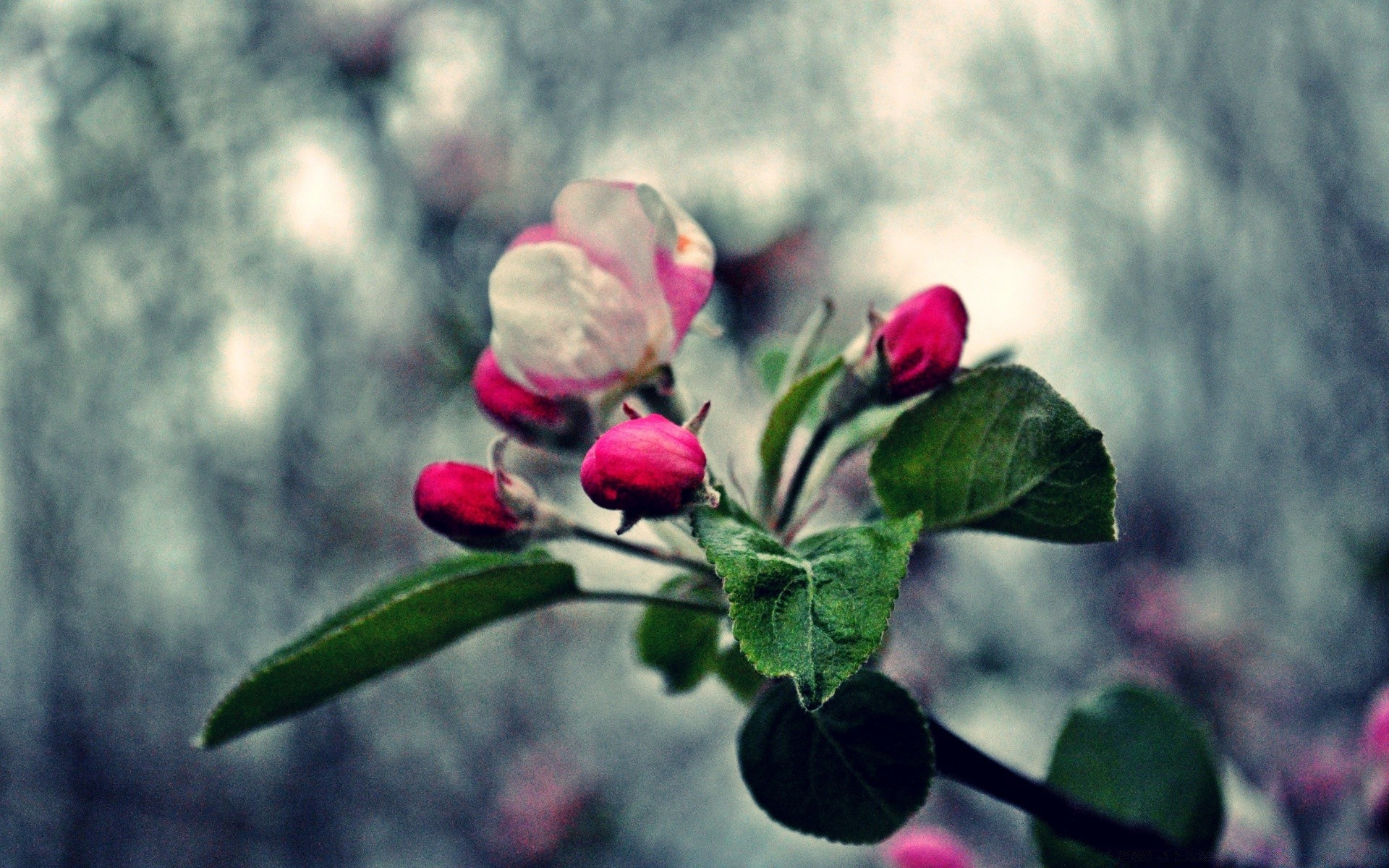 çiçekler çiçek doğa yaprak flora bahçe şube ağaç gül çiçek renk açık havada yaz petal çiçeklenme büyüme yakın çekim sezon güzel alan