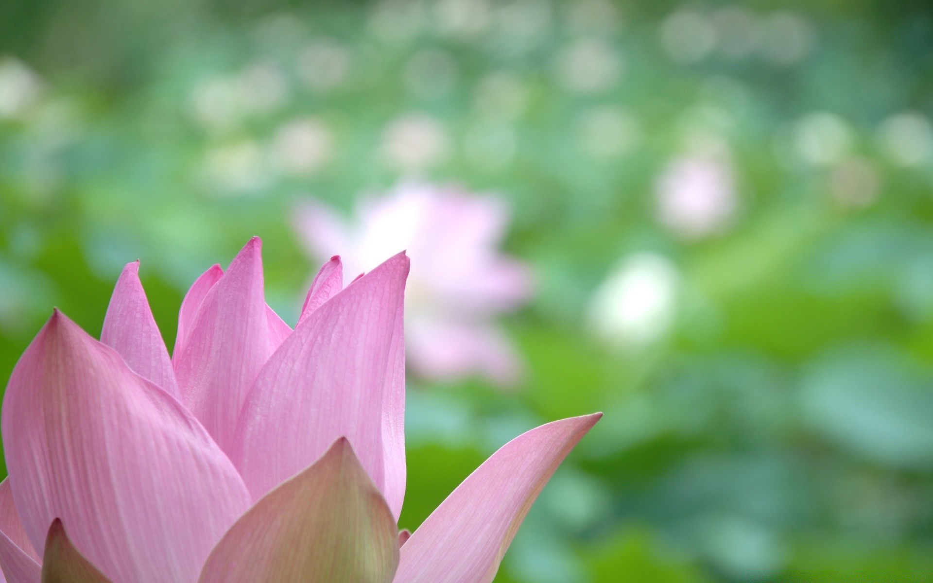 kwiaty natura liść kwiat ogród lotos lato flora park tropikalny lily