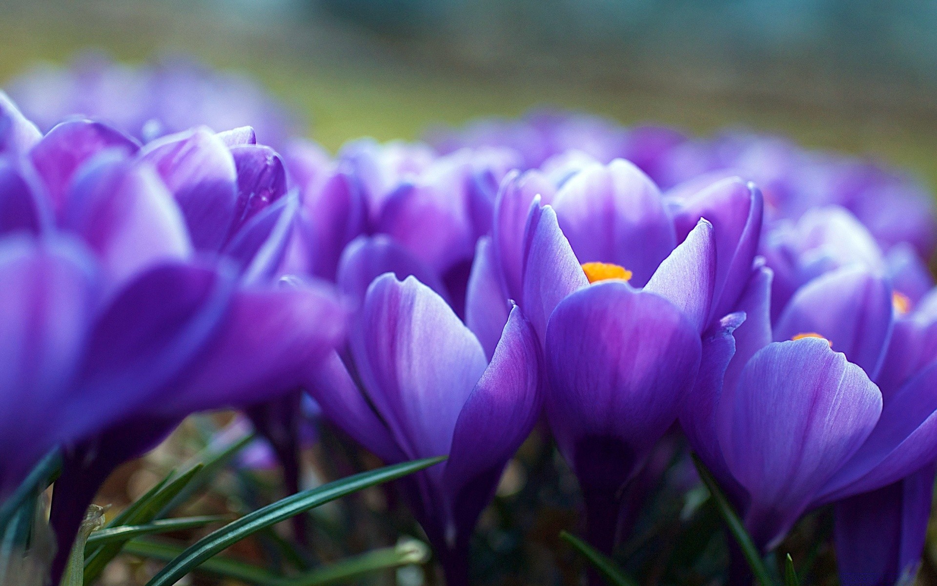 kwiaty kwiat natura flora wielkanoc ogród krokus kolor kwiatowy liść violet bluming sezon płatek lampy jasny park lato zbliżenie piękne