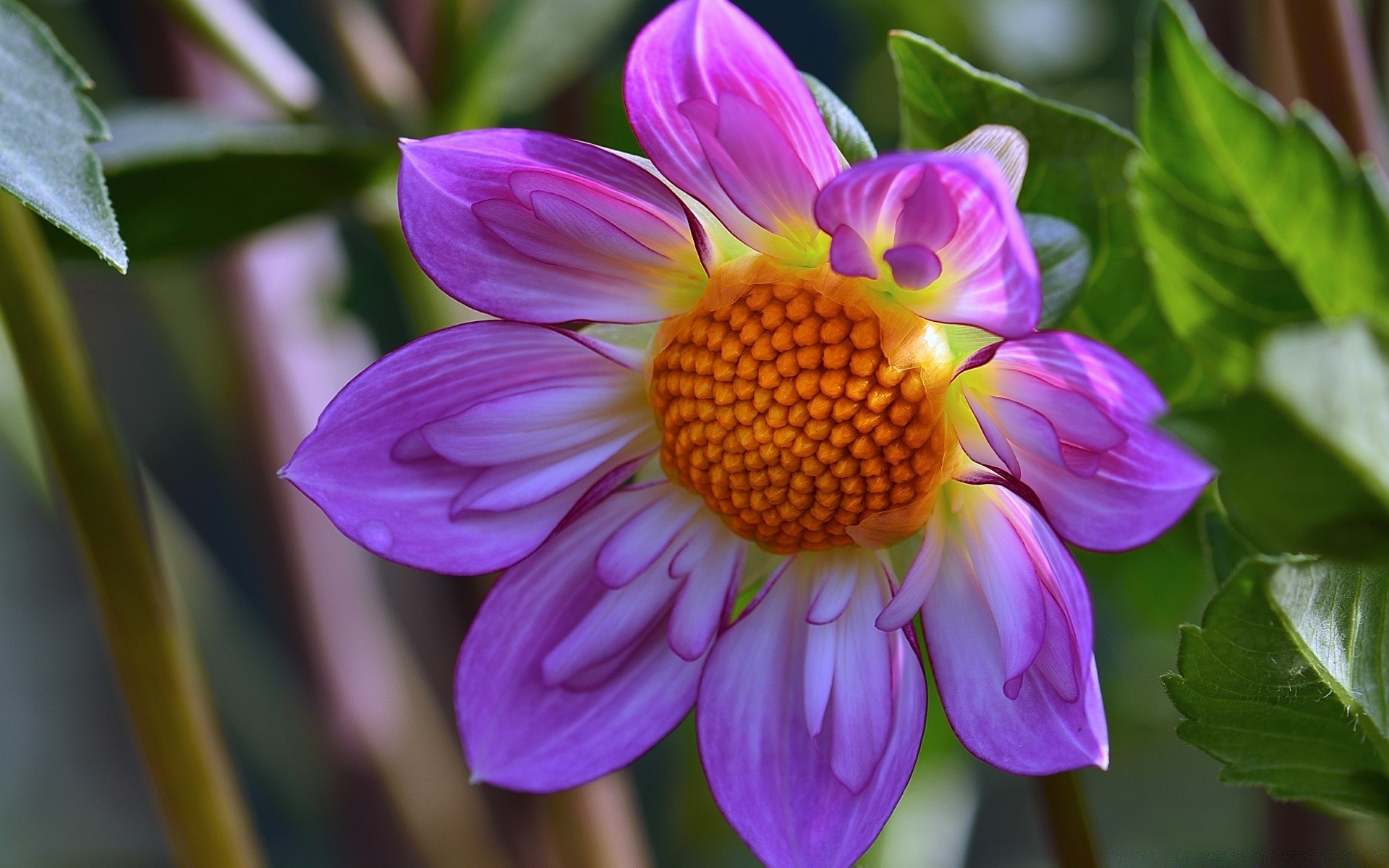 fleurs nature fleur flore feuille jardin été floral pétale bluming couleur lumineux belle tropical