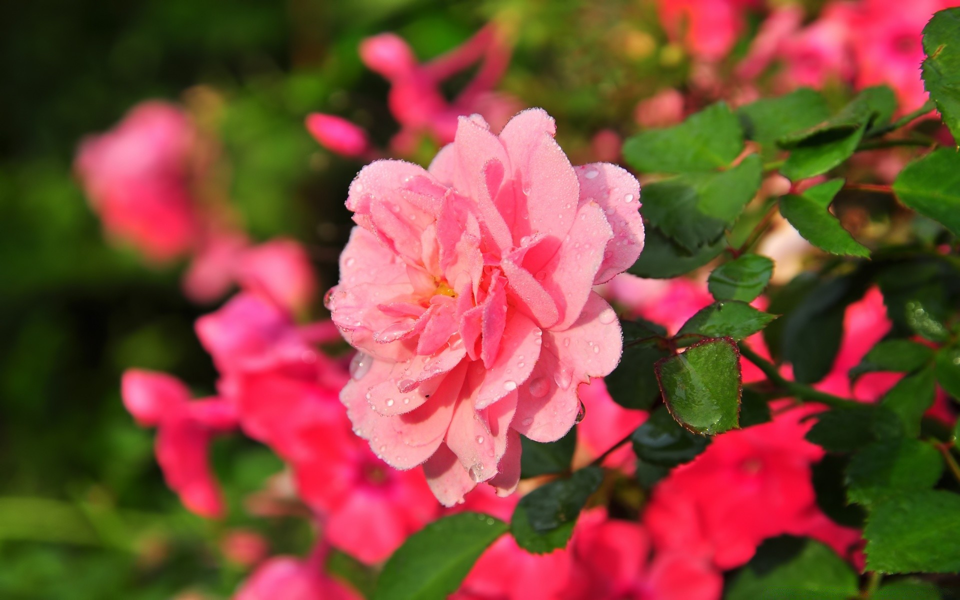 flores flor jardín naturaleza flora hoja floración verano rosa pétalo color floral arbusto parque hermoso temporada crecimiento brillante al aire libre primer plano