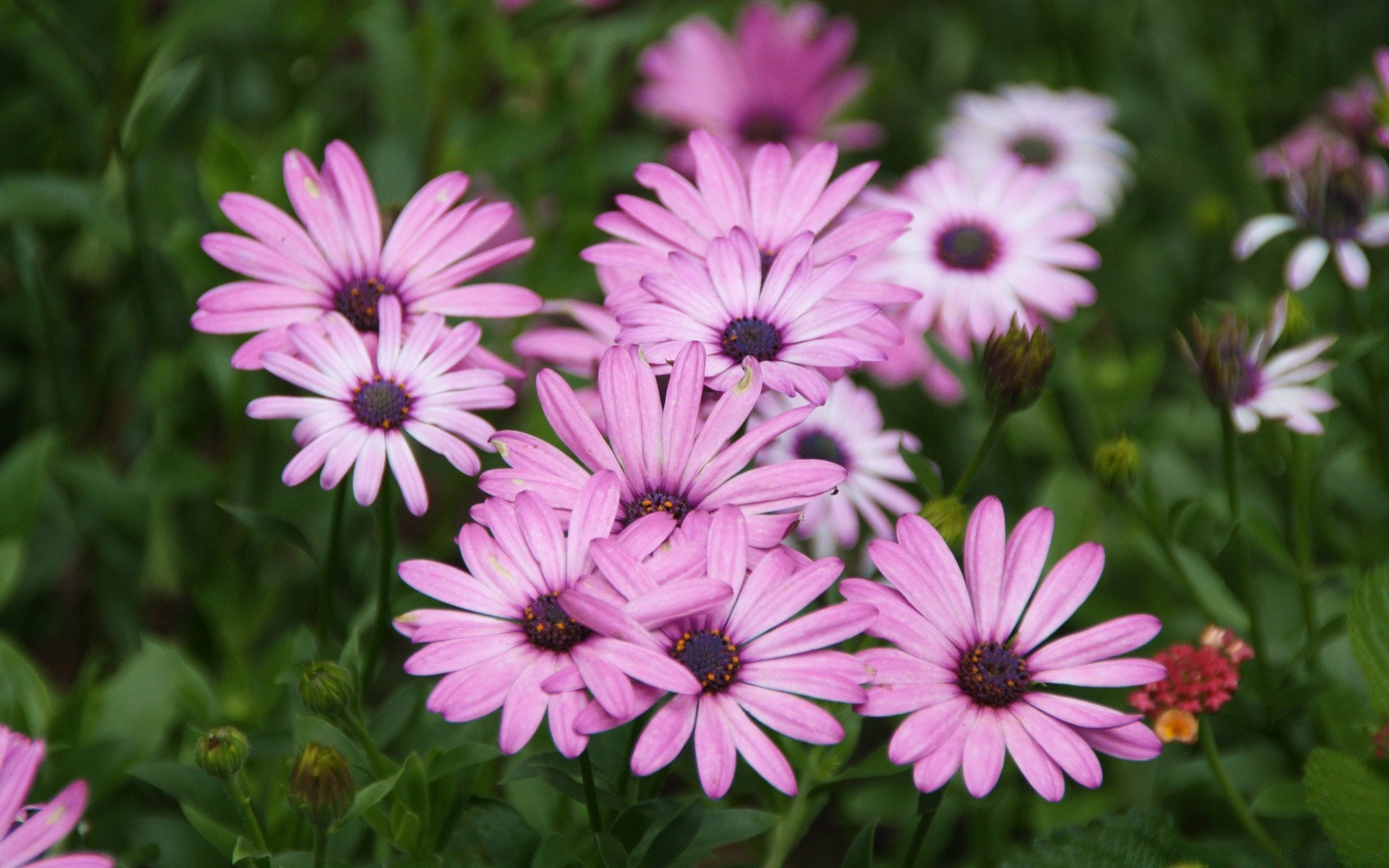 fleurs fleur nature jardin flore été floral bluming pétale couleur feuille lumineux belle champ botanique