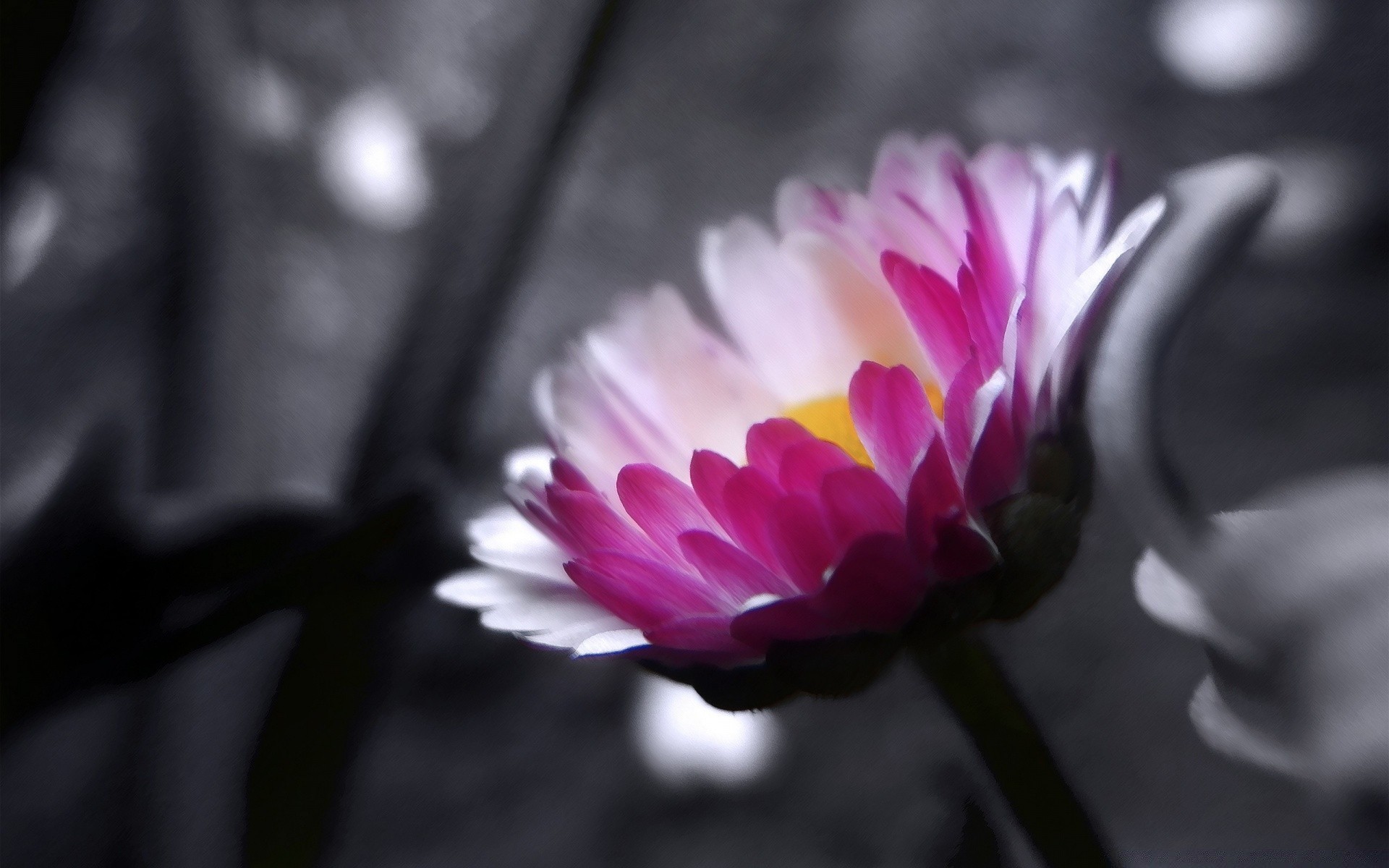 flowers flower nature petal flora blooming garden floral leaf beautiful summer color close-up