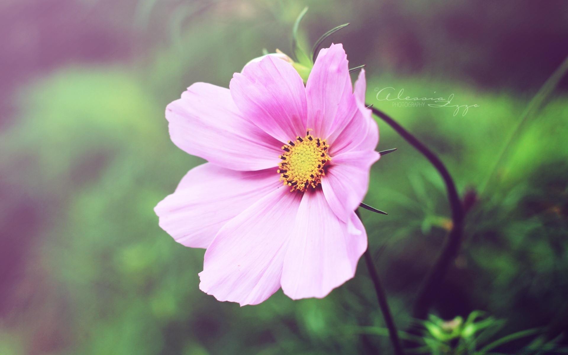 flowers nature flower summer flora garden bright petal blooming leaf beautiful color growth close-up floral outdoors grass field season