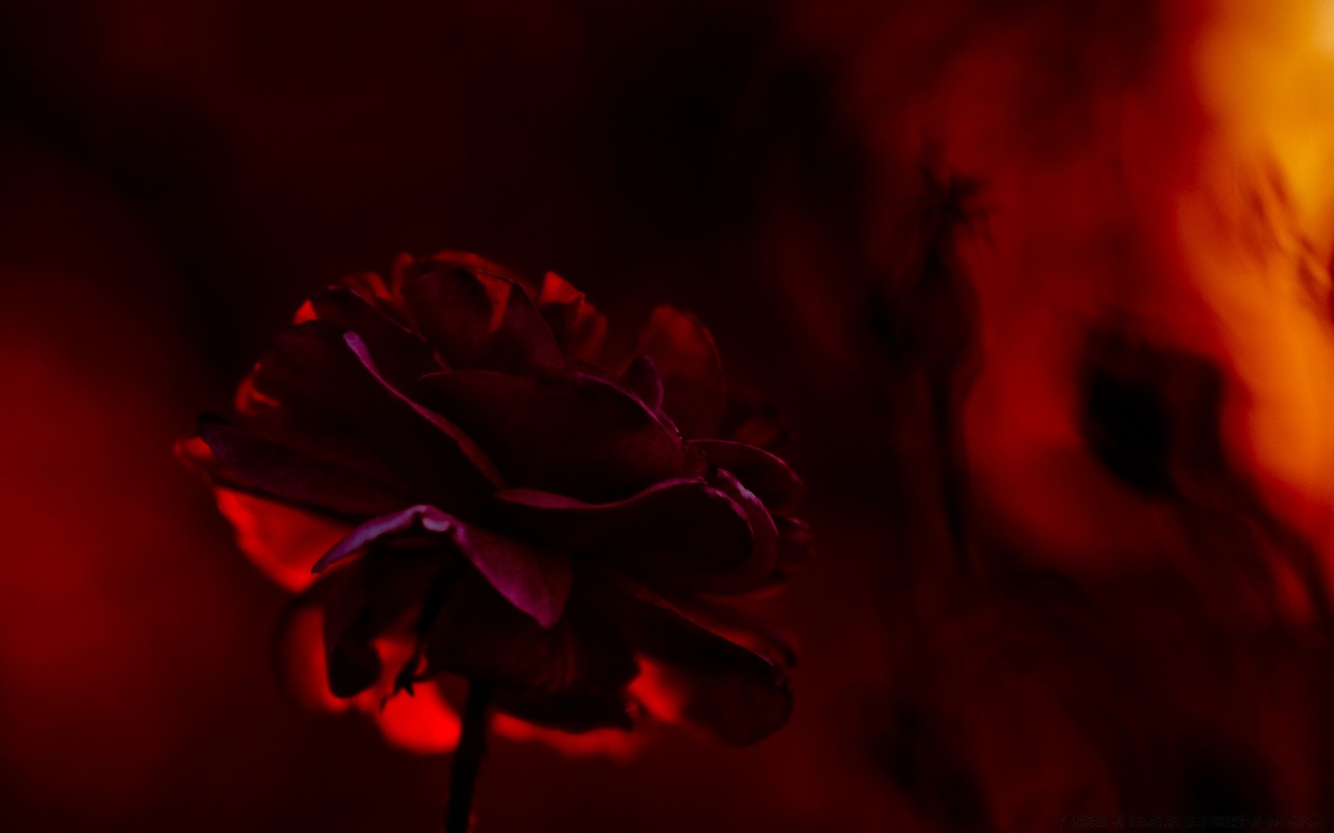 flowers flower rose light abstract petal love color dark nature blur art still life beautiful flora desktop