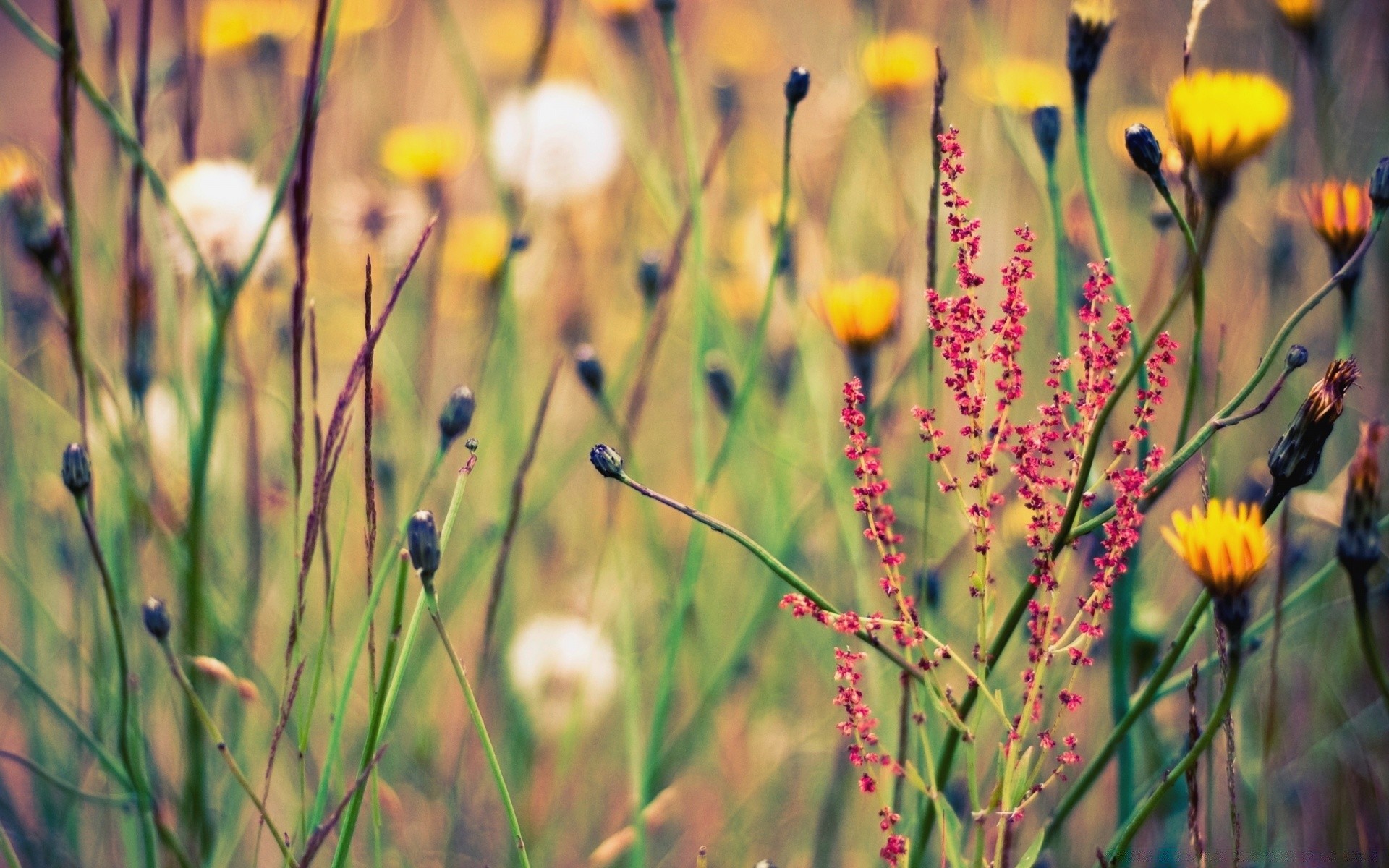 kwiaty natura kwiat trawa pole flora lato sianokosy wiejskie ogród jasny dobra pogoda słońce na zewnątrz sezon kolor zbliżenie liść wzrost dziki