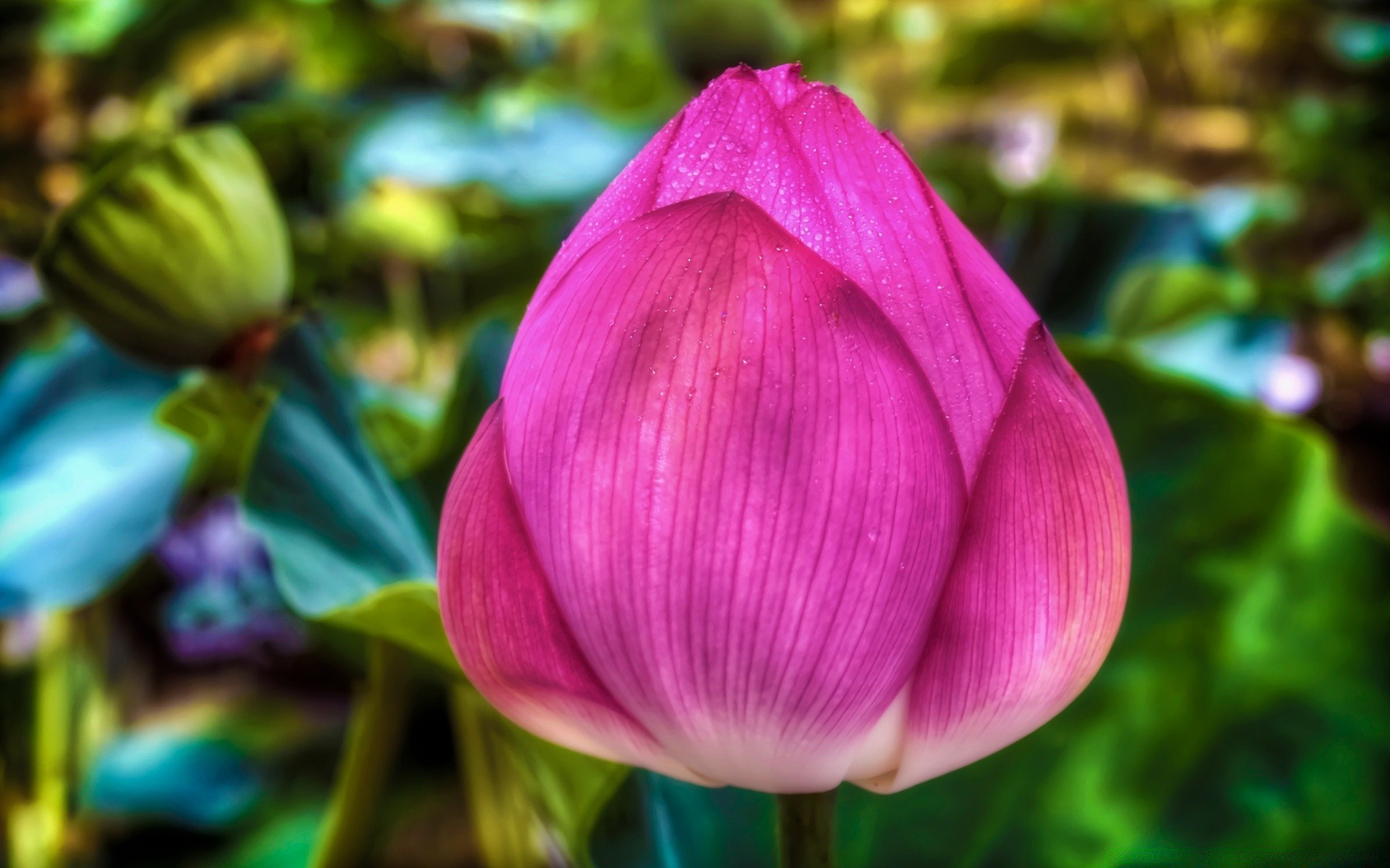 çiçekler çiçek doğa yaprak flora bahçe lotus çiçek açan taçyaprağı yaz lily güzel çiçek park tropikal botanik romantizm açık havada renk yakın çekim