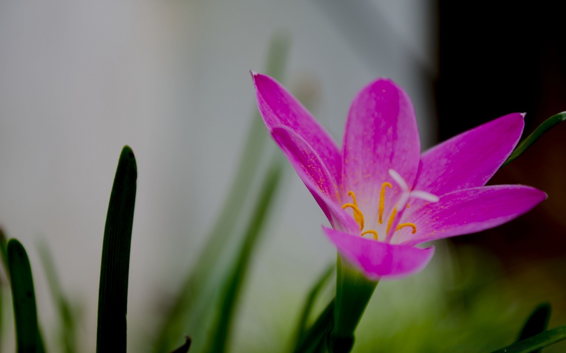 flowers nature flower flora leaf summer garden growth bright color floral petal tulip easter