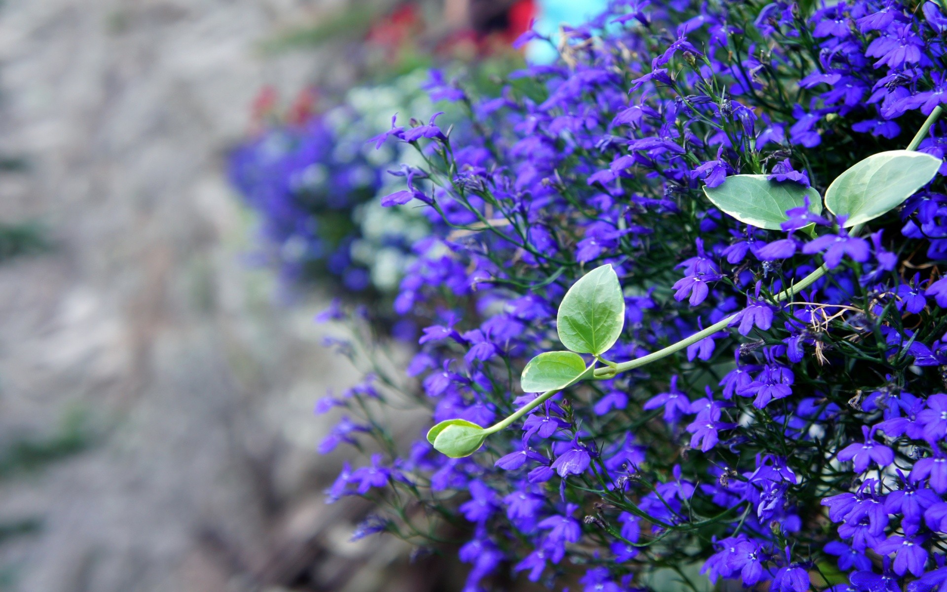 fleurs fleur nature flore feuille jardin été bluming floral à l extérieur pétale violet saison croissance sauvage gros plan champ lumineux couleur botanique