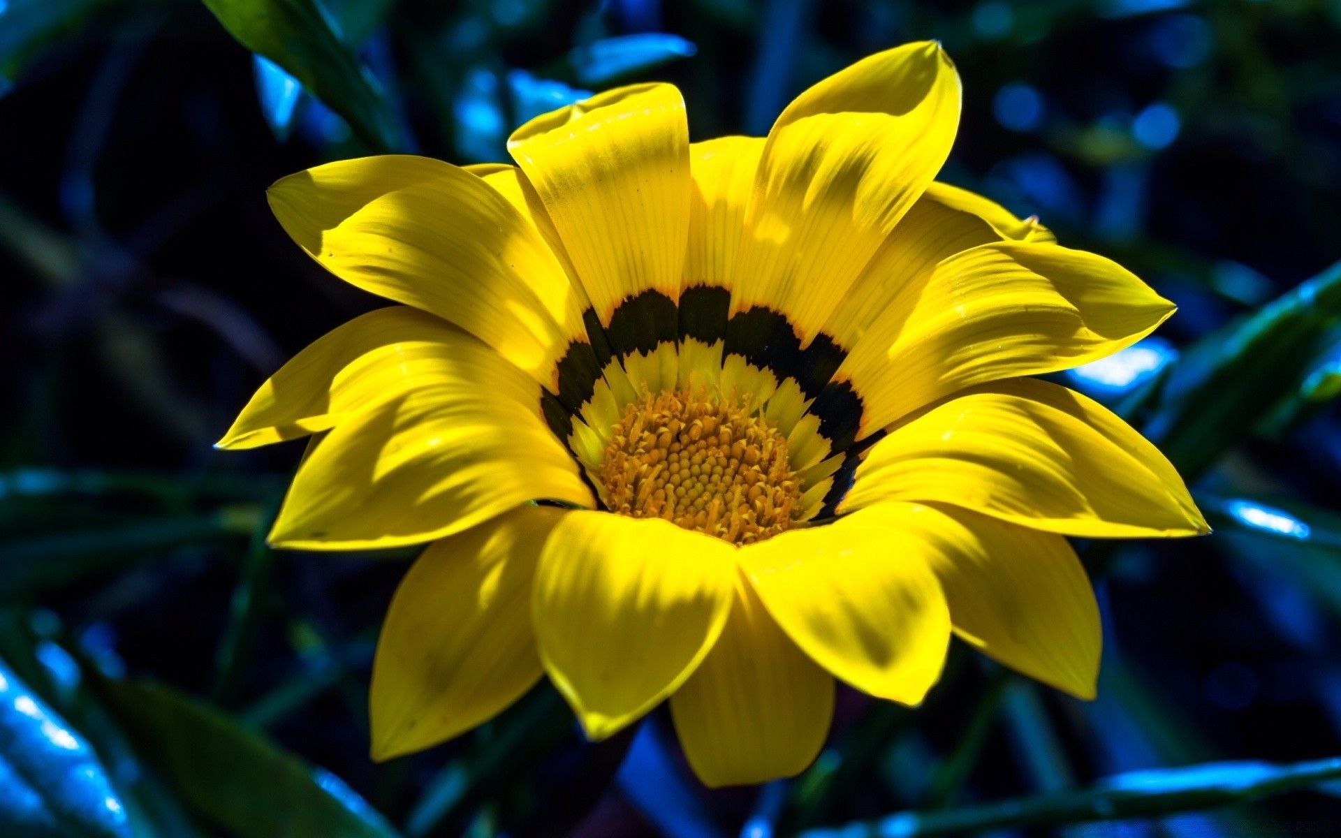 flowers flower nature flora garden summer leaf petal bright color floral blooming beautiful growth pollen season