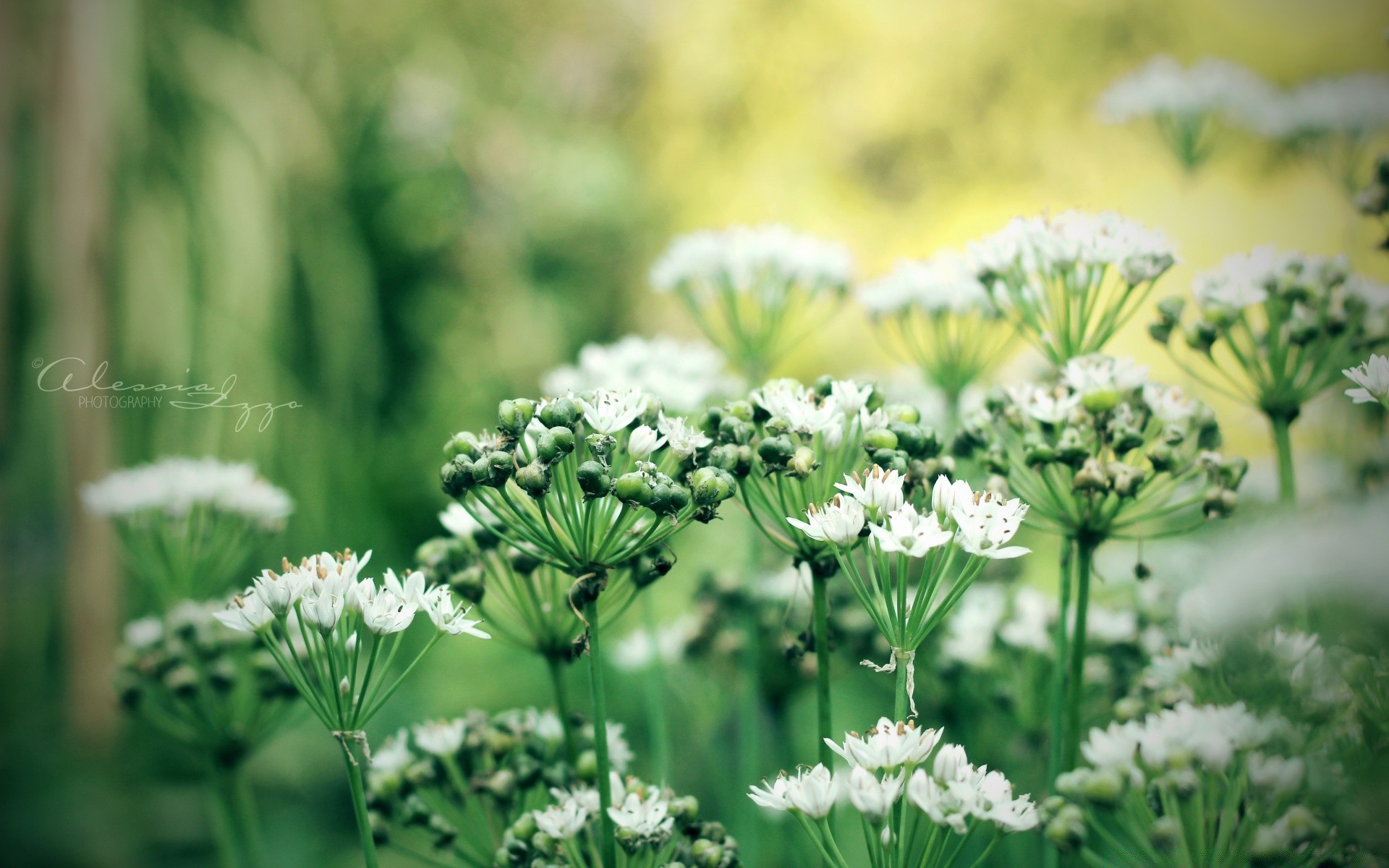 fleurs nature fleur flore été herbe feuille jardin floral croissance bluming à l extérieur champ saison pétale beau temps sauvage foin rural soleil