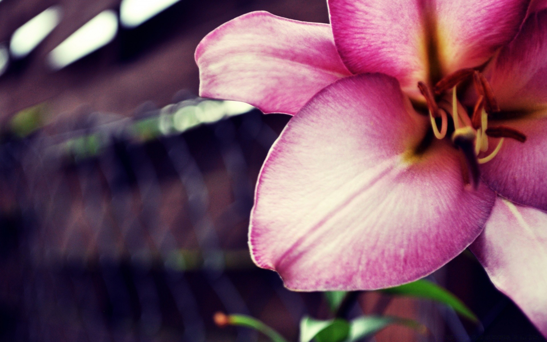 çiçekler çiçek doğa flora yaprak bahçe renk güzel yakın çekim parlak yaz çiçek çiçek açan petal