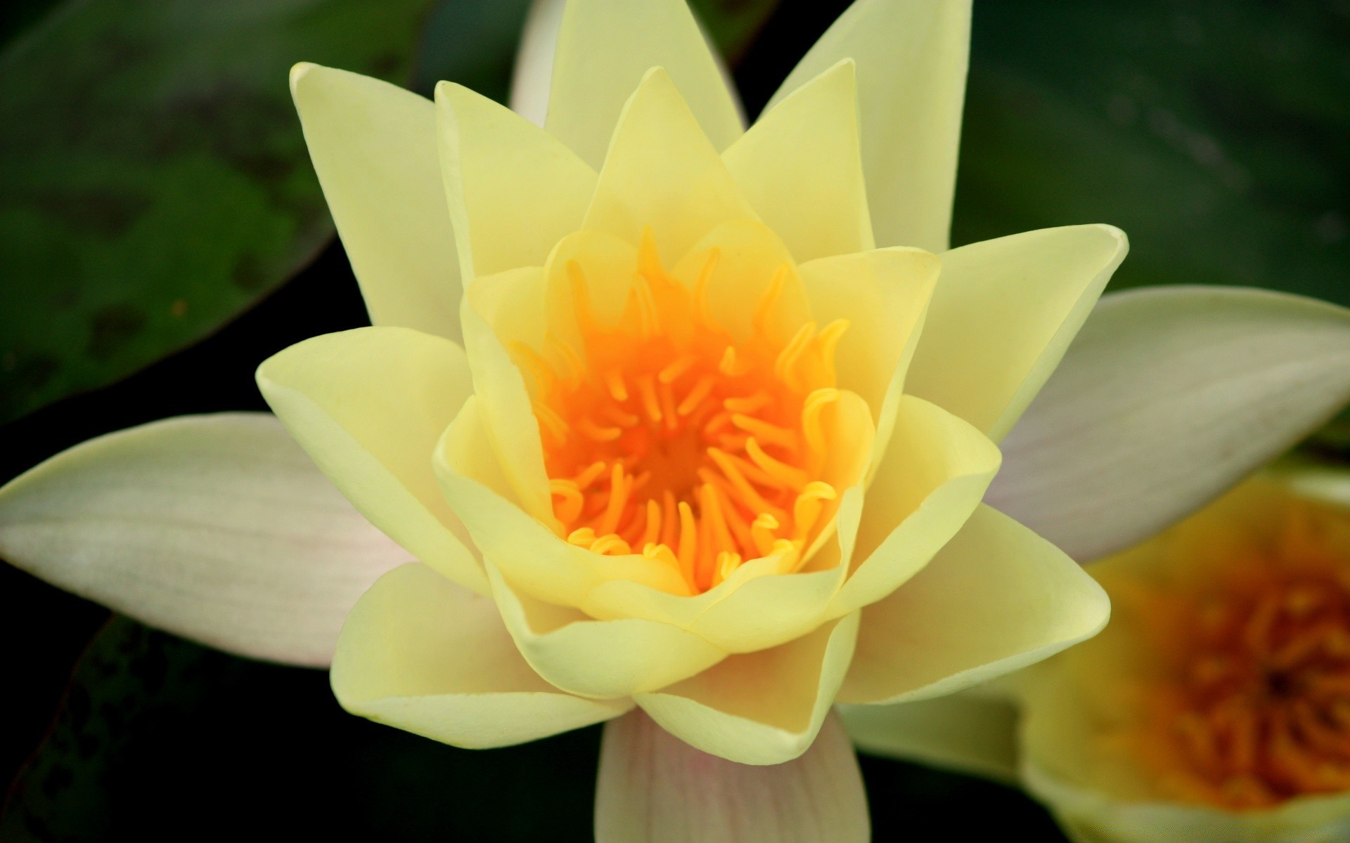 çiçekler çiçek lotus flora lily çiçek açan yaprak doğa petal havuz su çiçek bahçe meditasyon yaz zen kutsal nilüfer güzel tropikal botanik