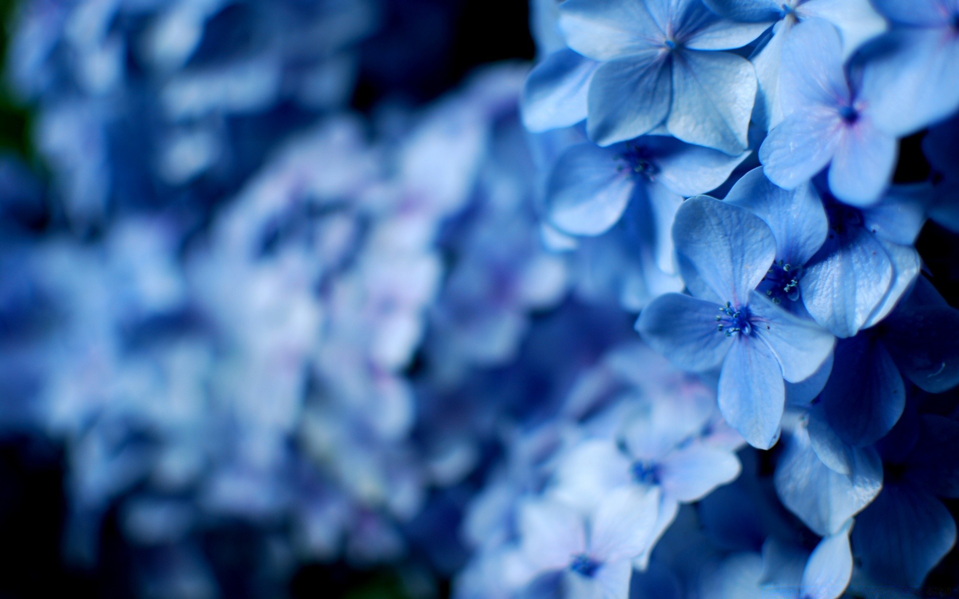 flowers nature flower flora leaf summer garden decoration color floral close-up petal growth bright freshness