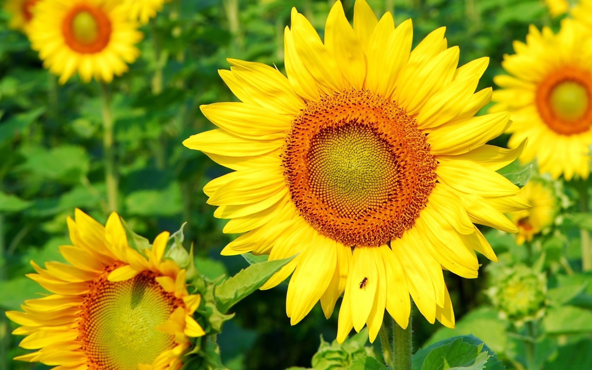 blumen natur sommer blume flora blatt sonnenblume hell blütenblatt garten wachstum floral sonne pollen hell gutes wetter feld blühen farbe schön