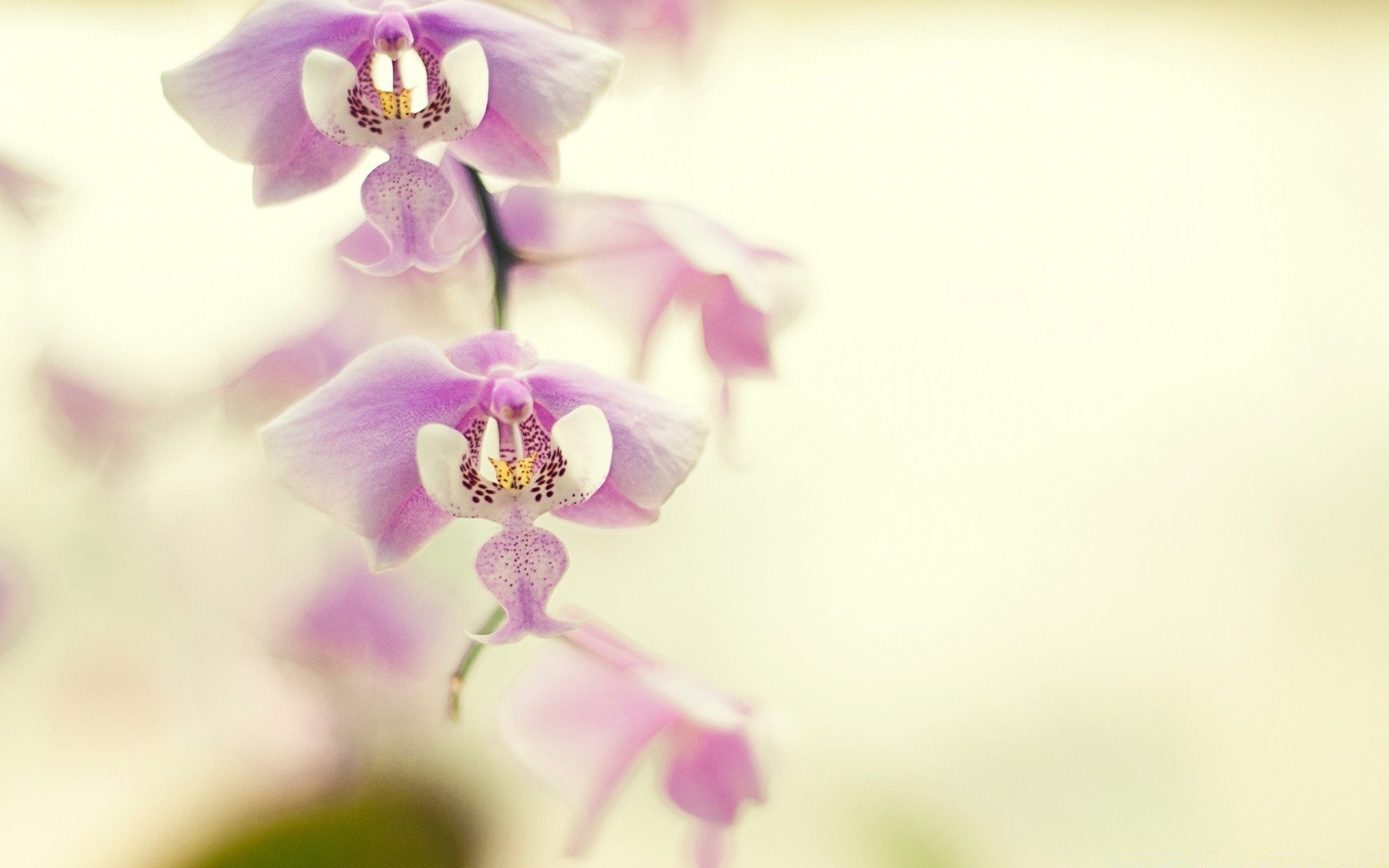 flowers flower nature flora leaf summer petal garden blur floral blooming color bright tropical