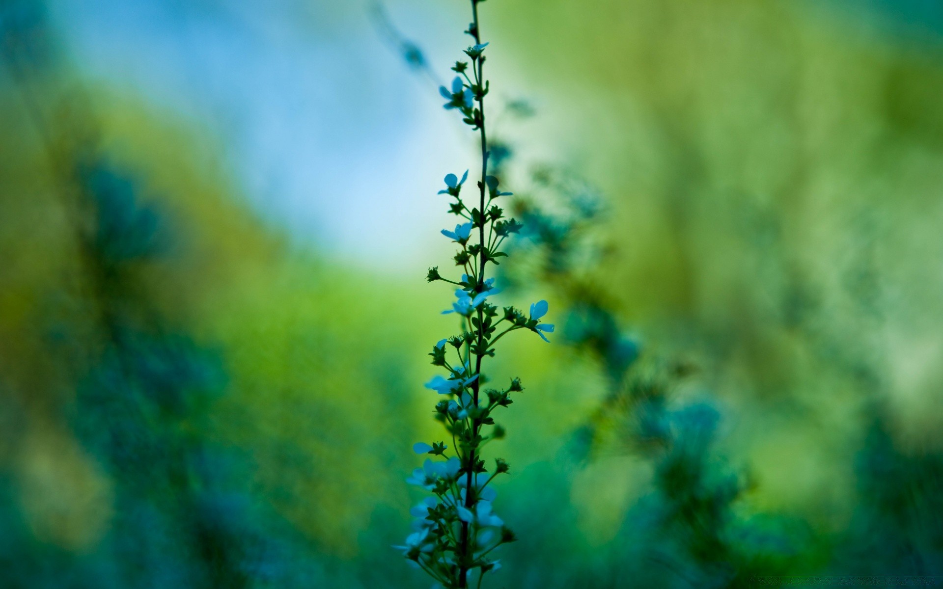 flowers nature leaf outdoors summer flower blur flora growth grass wood