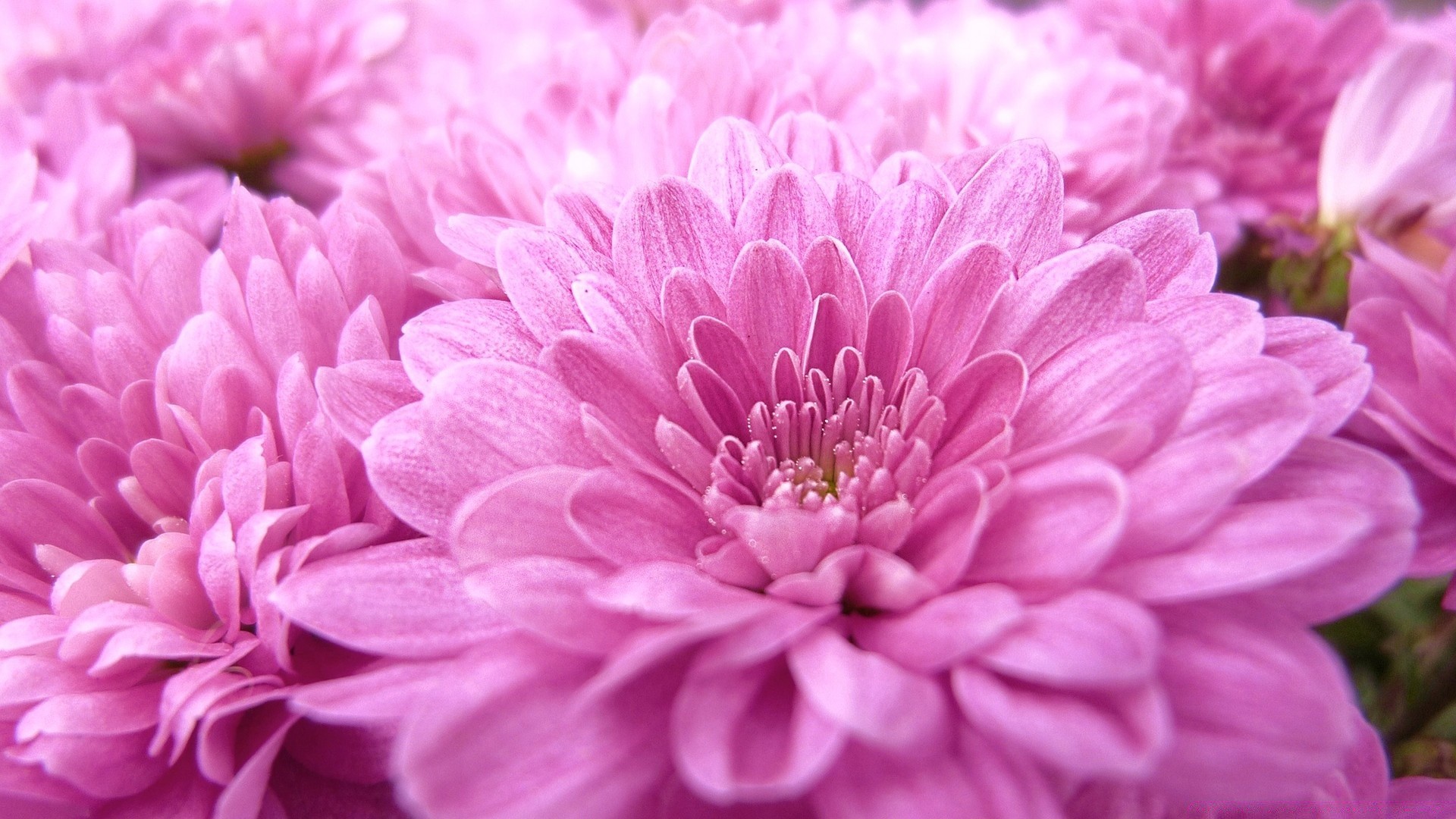 flowers flower nature flora floral petal garden chrysanthemum blooming color dahlia beautiful summer leaf bouquet close-up head bright season gift