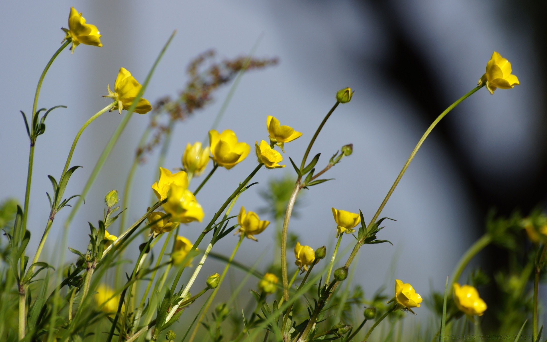 flowers flower nature flora field summer grass bright garden leaf close-up hayfield floral outdoors color growth blooming season fair weather wild