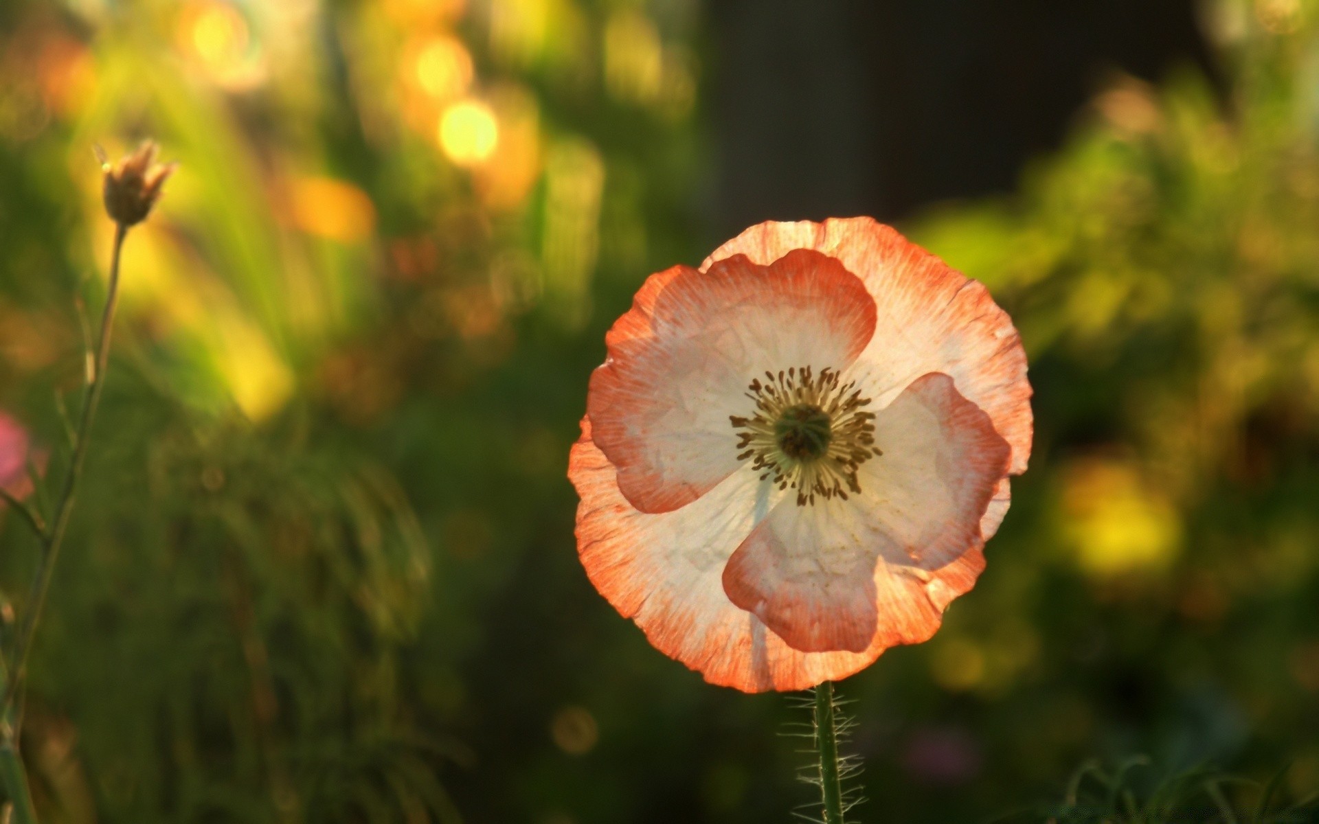 kwiaty kwiat natura poppy lato na zewnątrz flora liść ogród jasny kolor pole