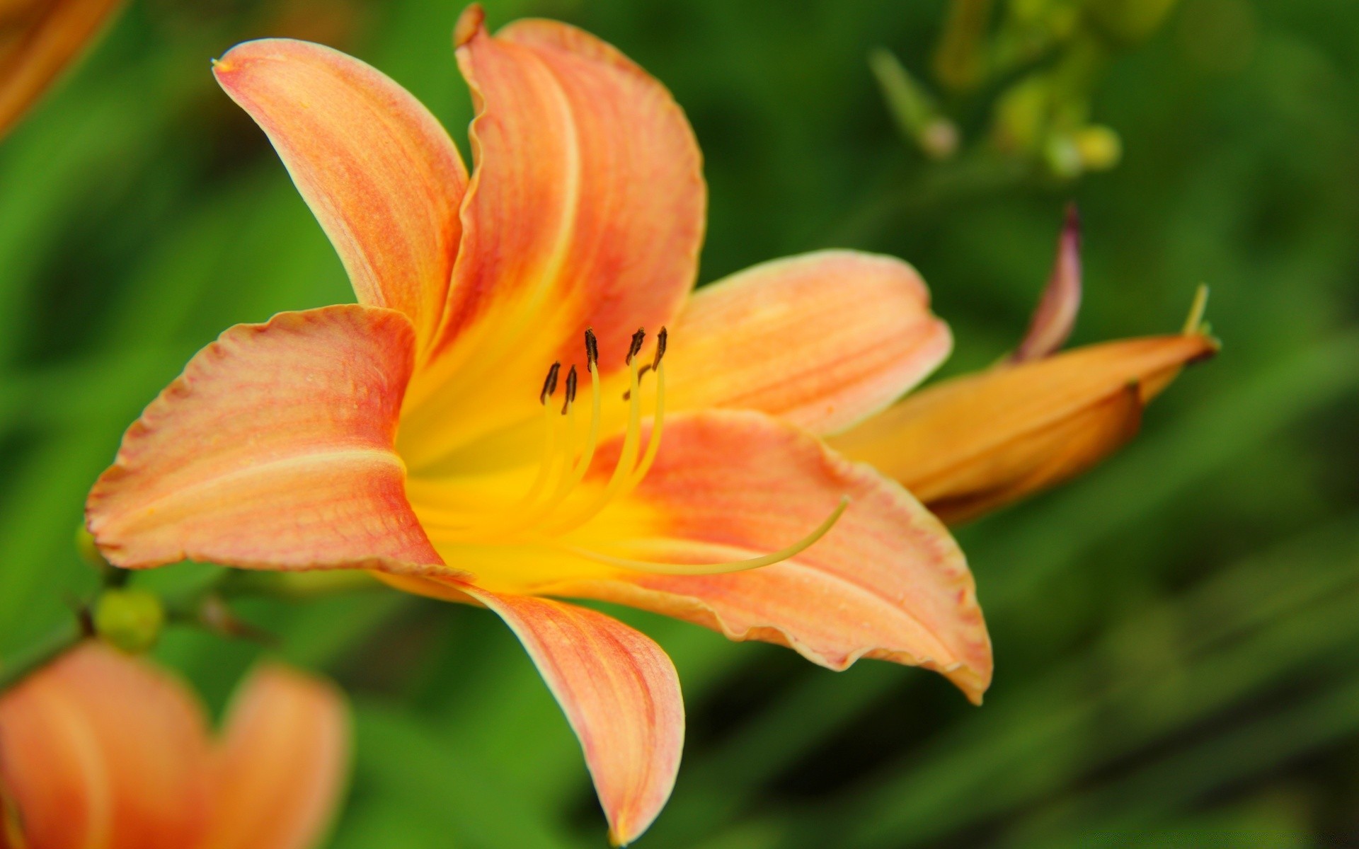 fleurs fleur nature flore feuille été jardin lily pétale croissance à l extérieur lumineux tropical