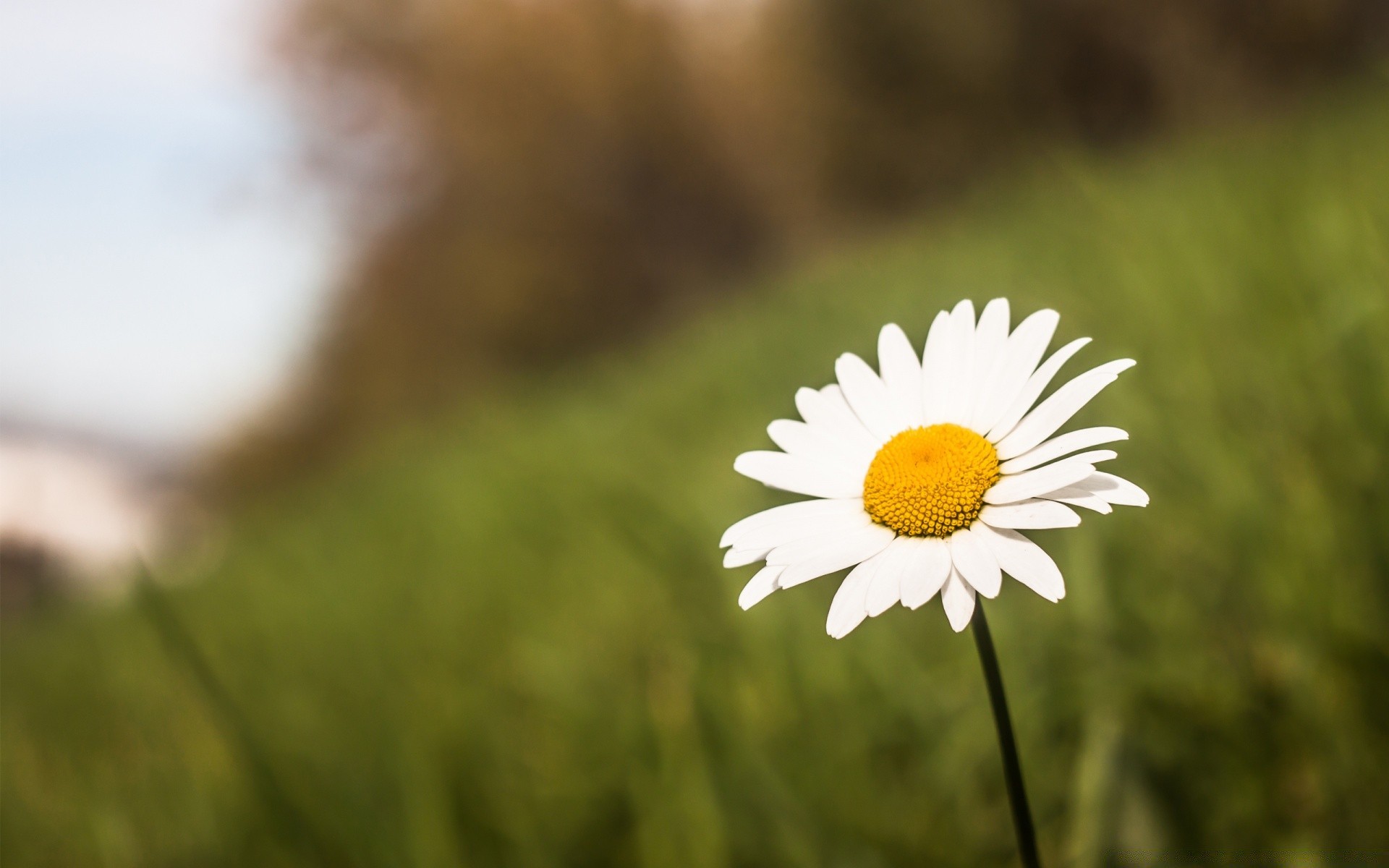 flowers nature flower summer grass flora field fair weather outdoors garden hayfield growth leaf sun bright close-up color